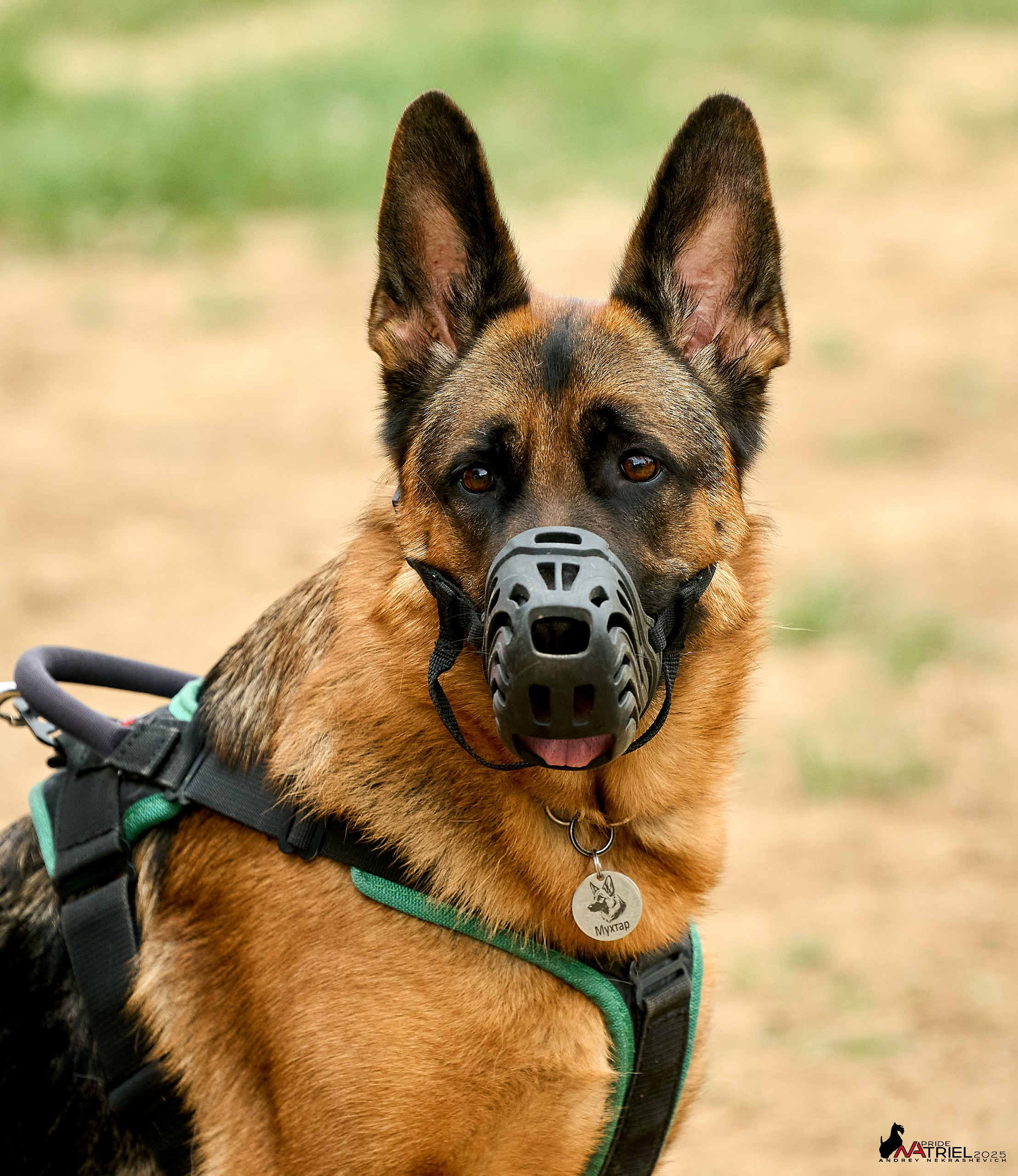 Russian Extreme Dog Trail — 2025