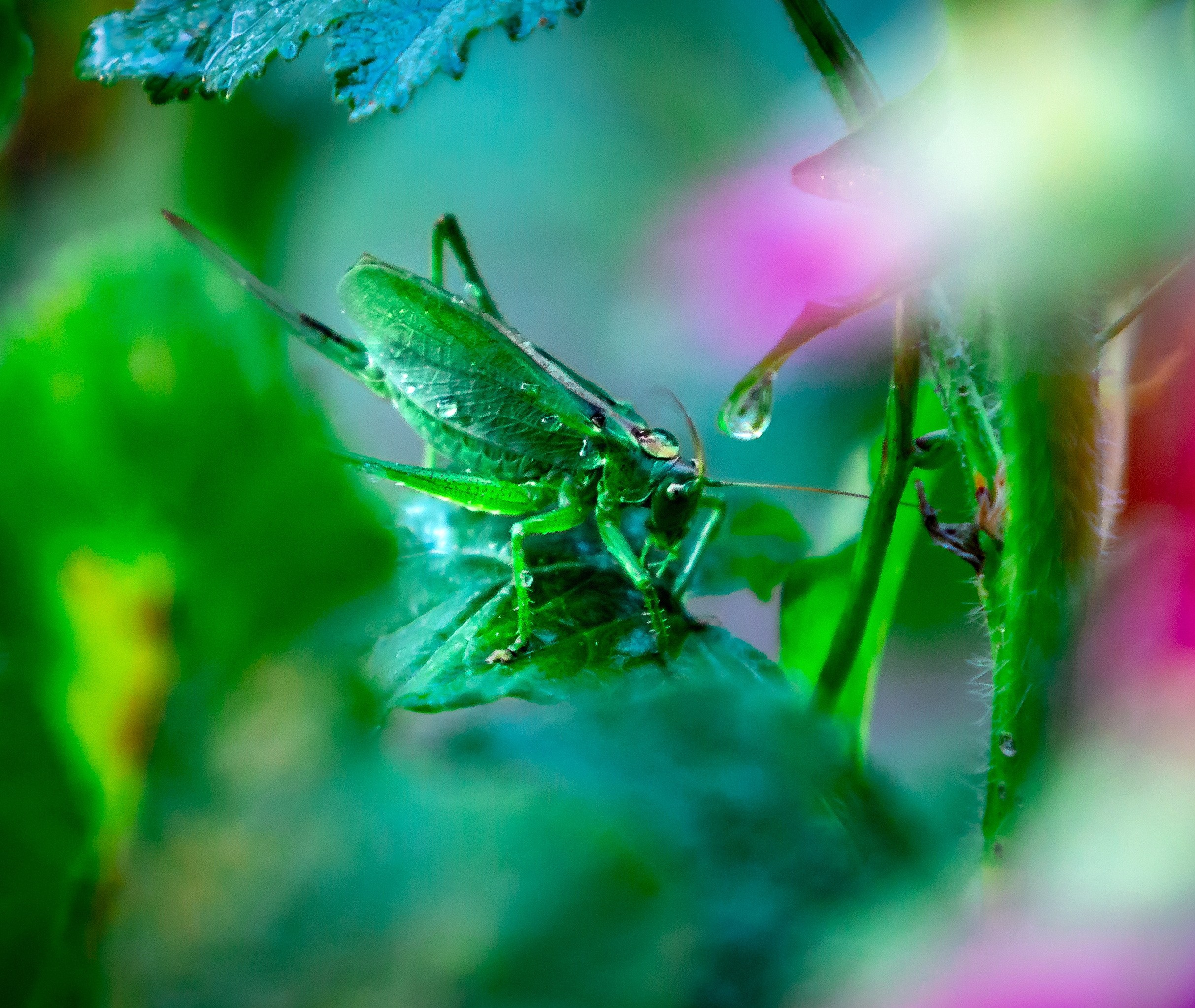 Макро-фото — галерея NATRIEL