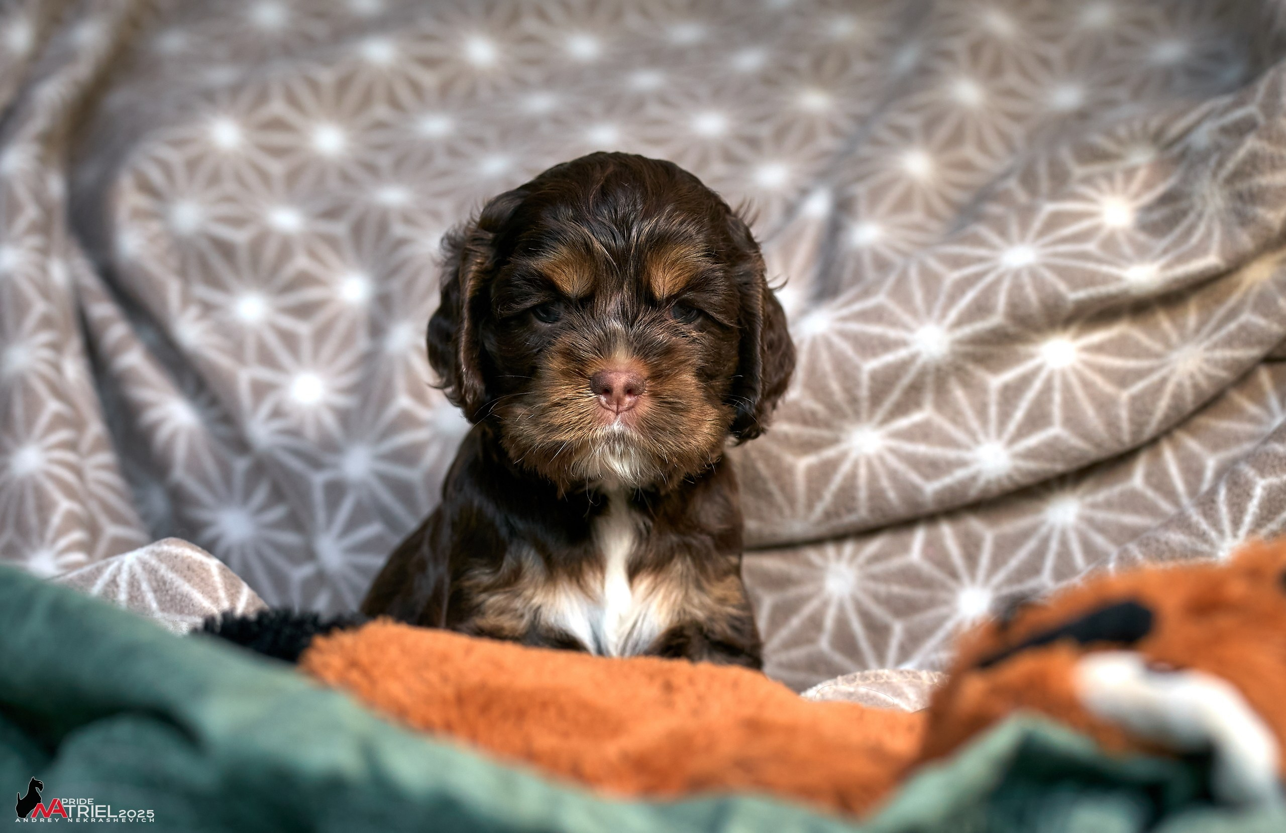 Щенки АмКокеров