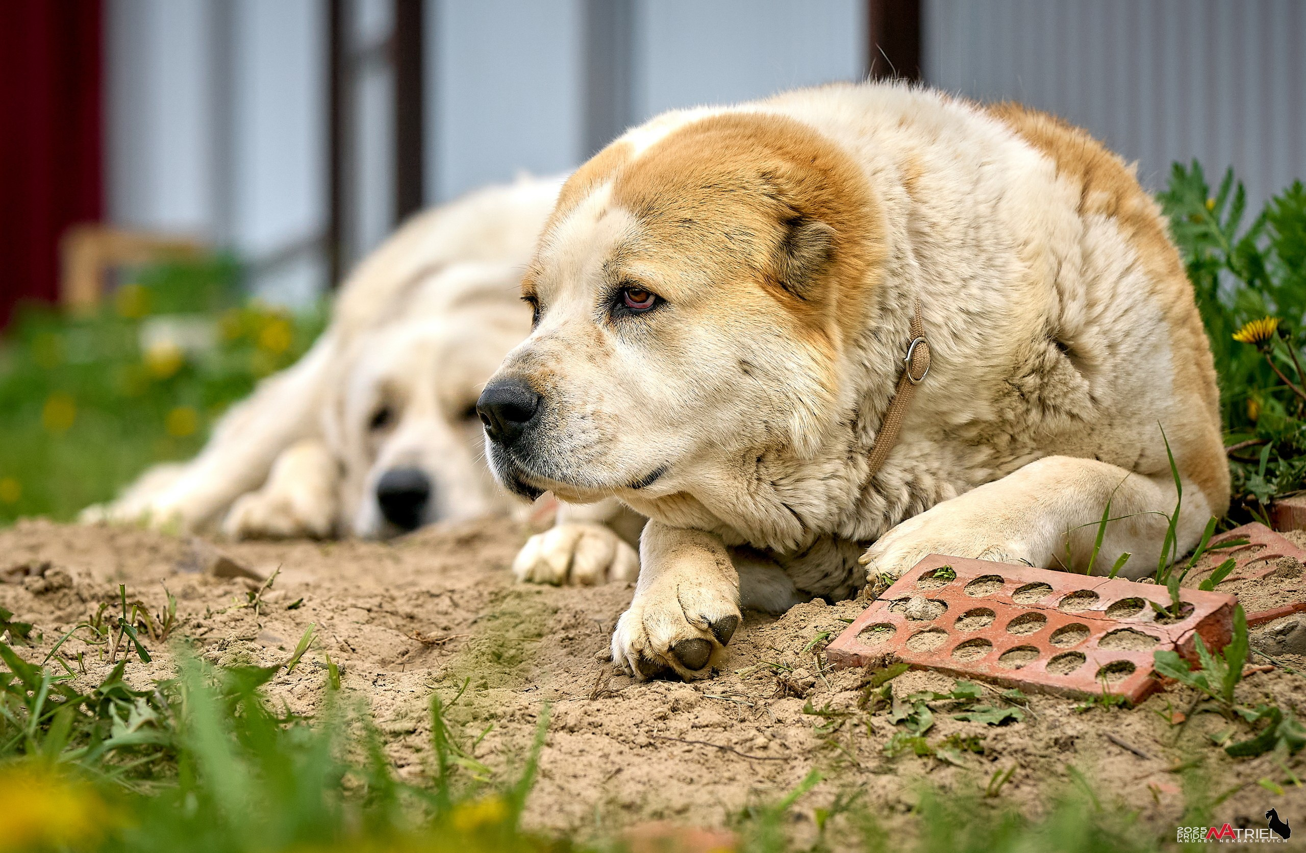 Съемка в питомнике