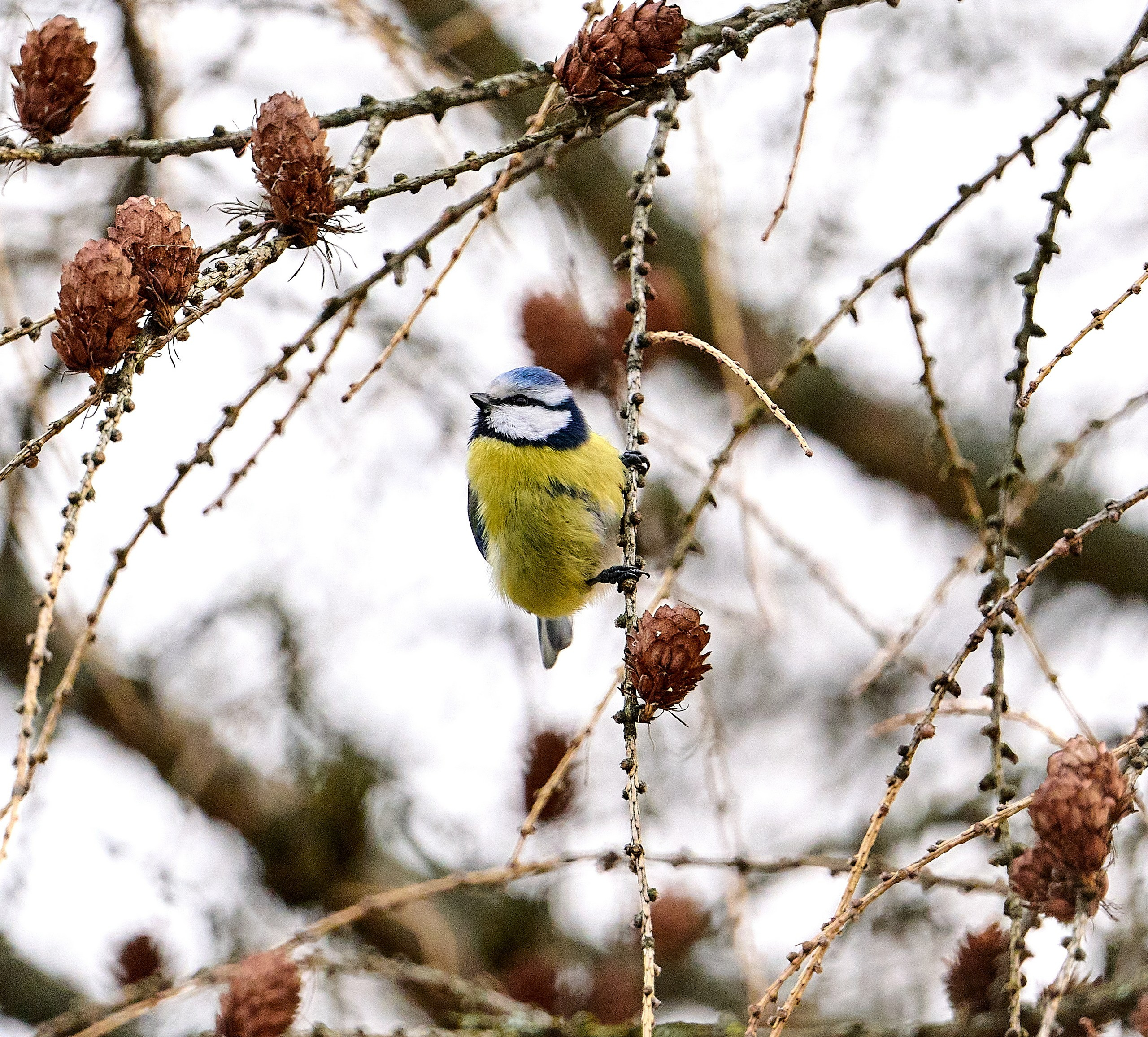 Фото птиц — галерея NATRIEL