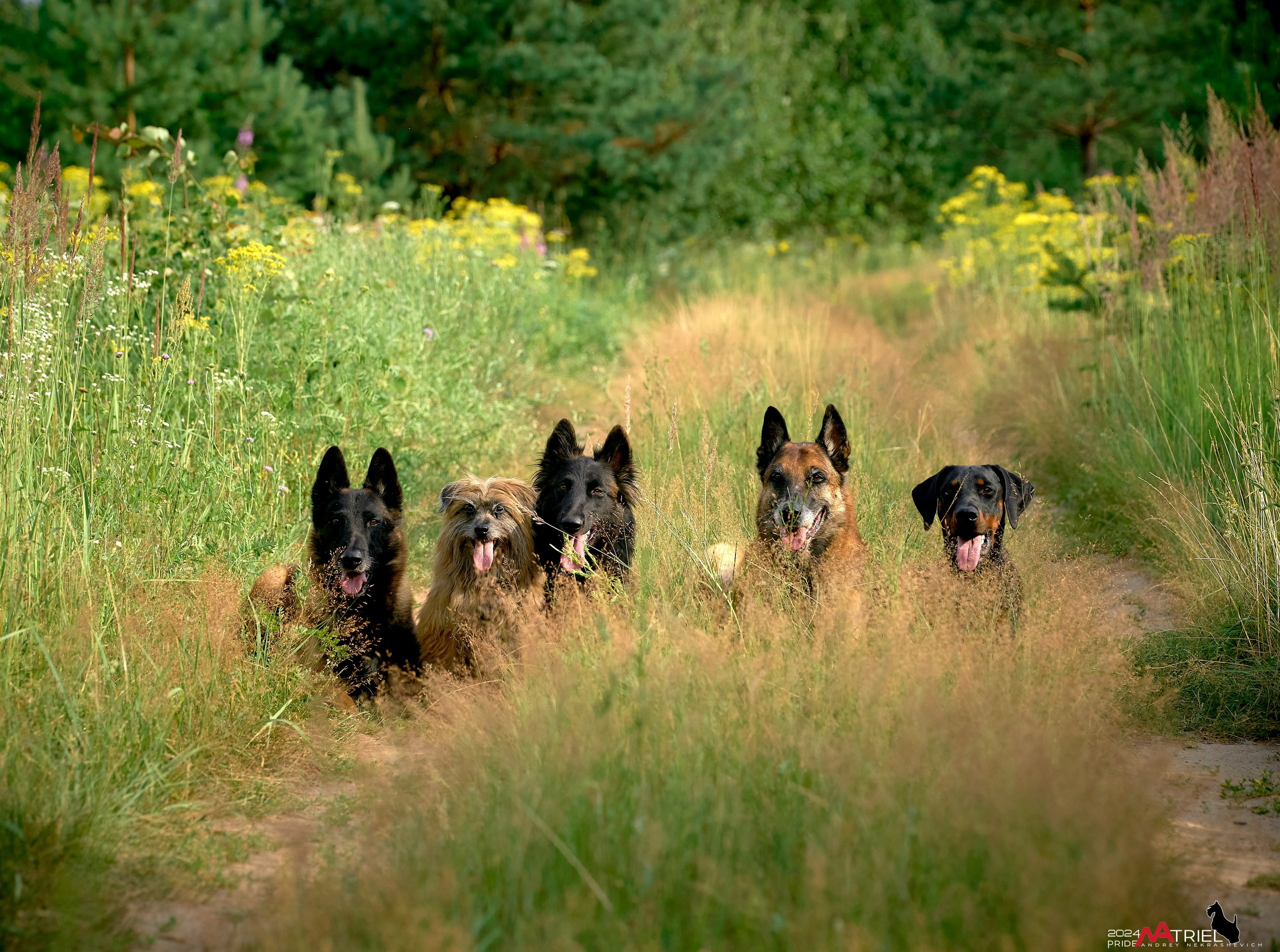 Репортаж из кинологического лагеря