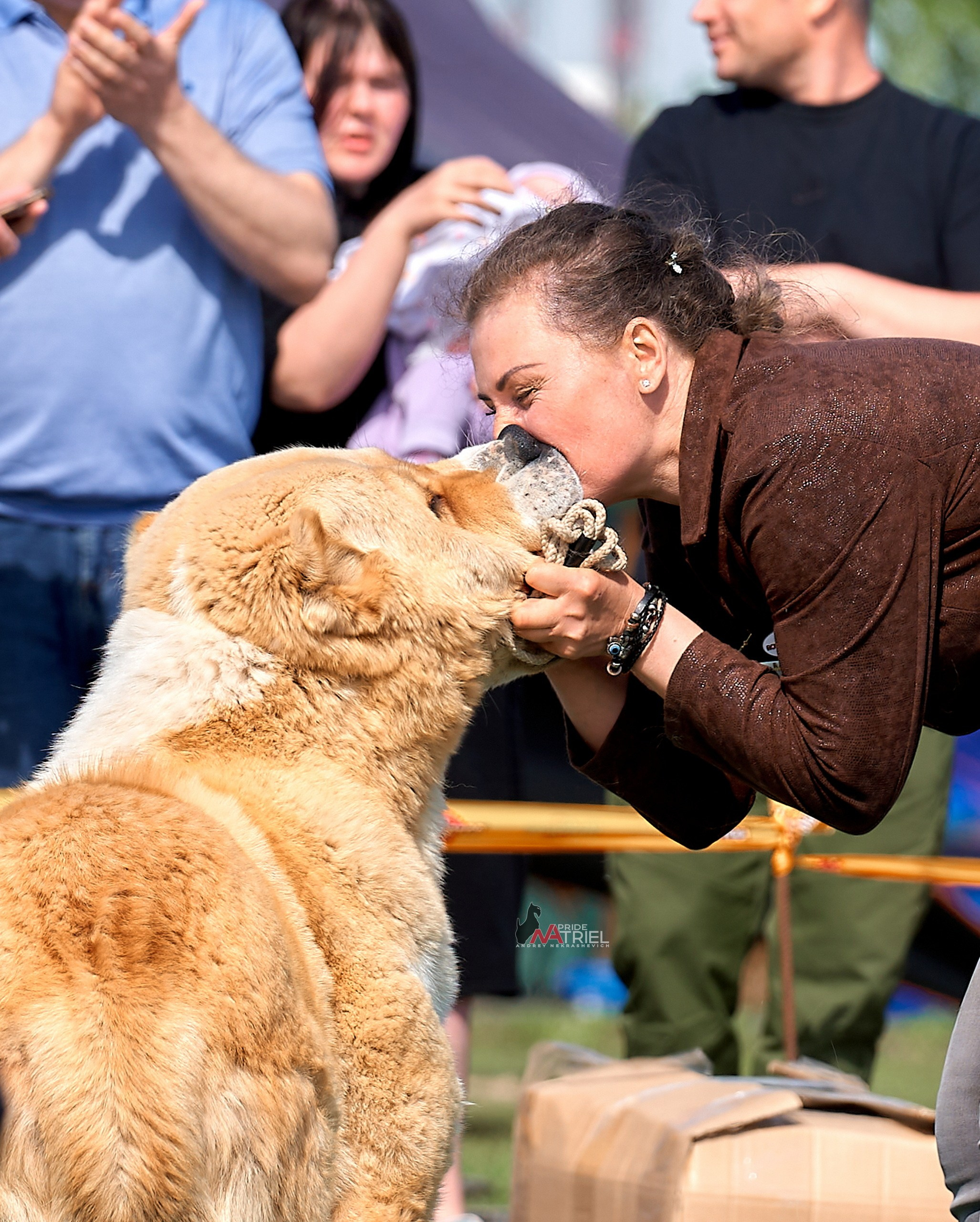 Собаки и Люди — галерея NATRIEL