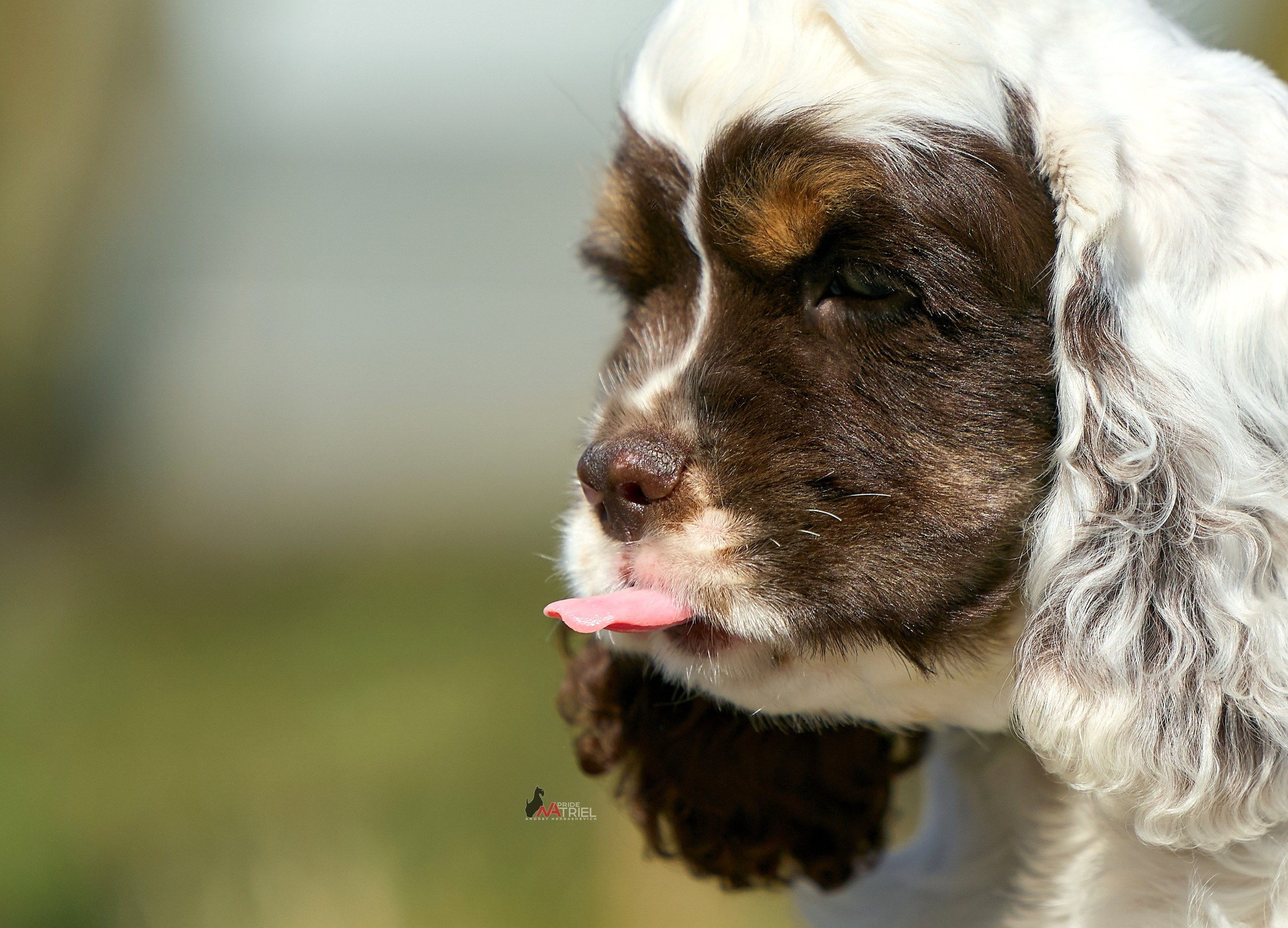 Прогулка со щенком