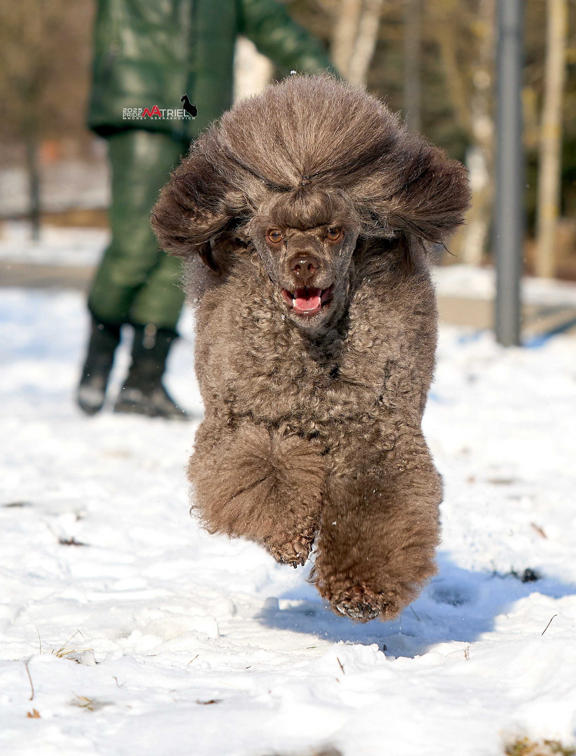 Фотопрогулка с пуделем