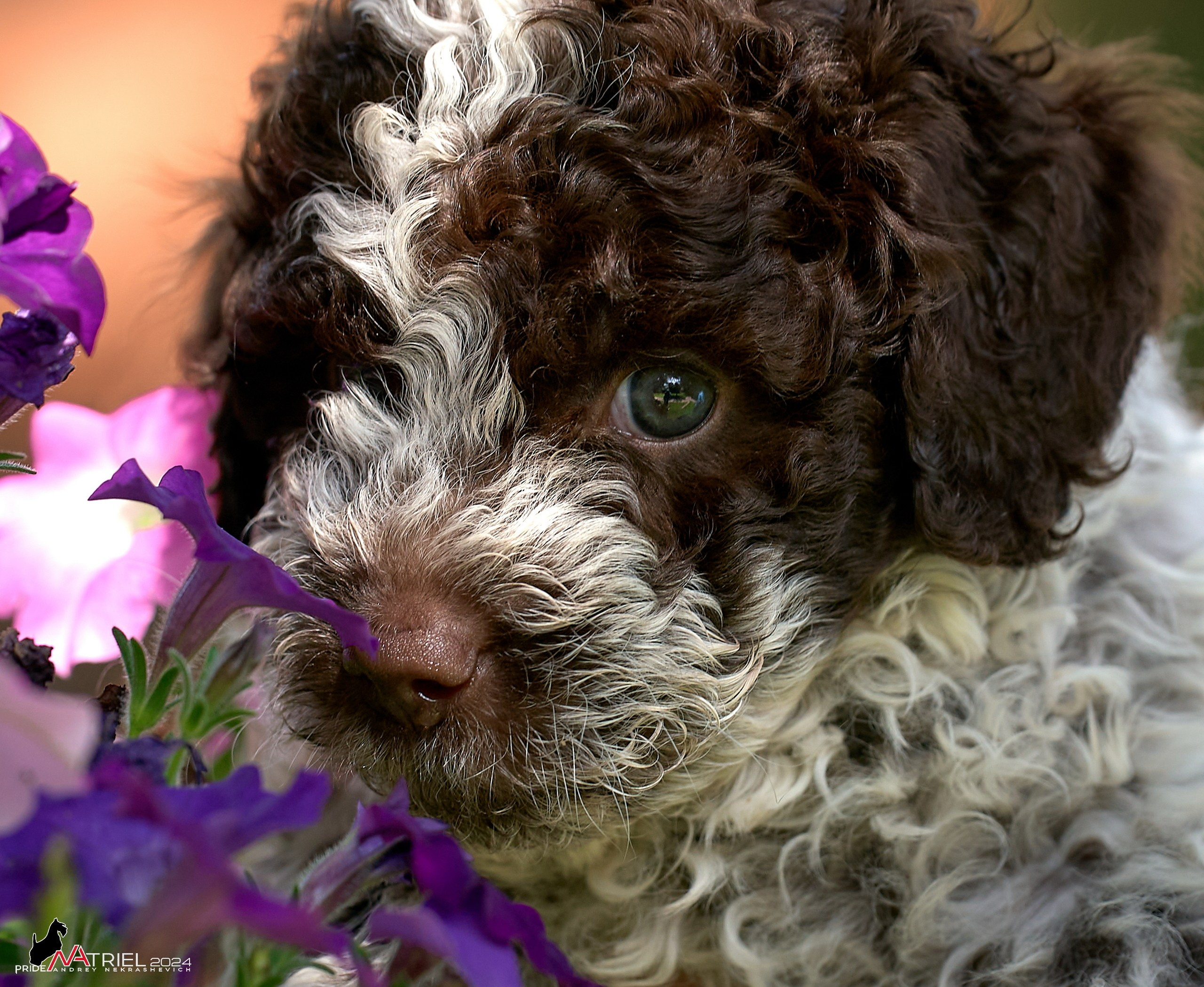 Съемка щенков лаготто