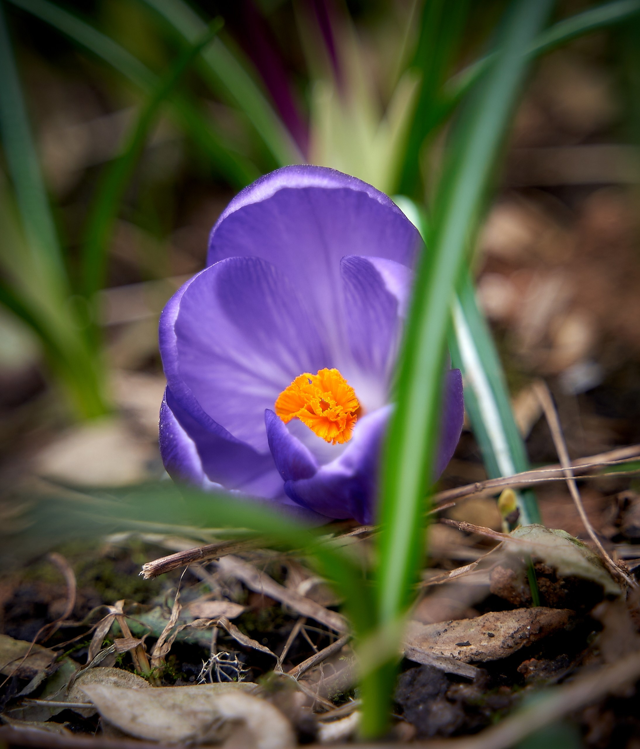 Лютики-цветочки — галерея NATRIEL