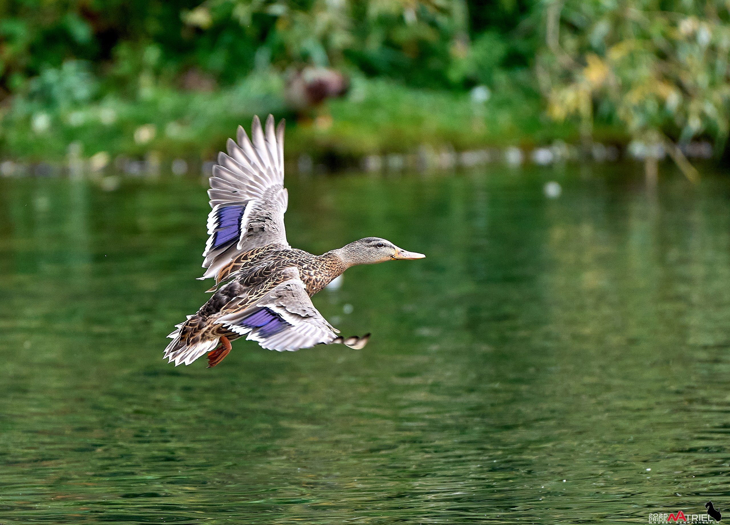Утки на пруду
