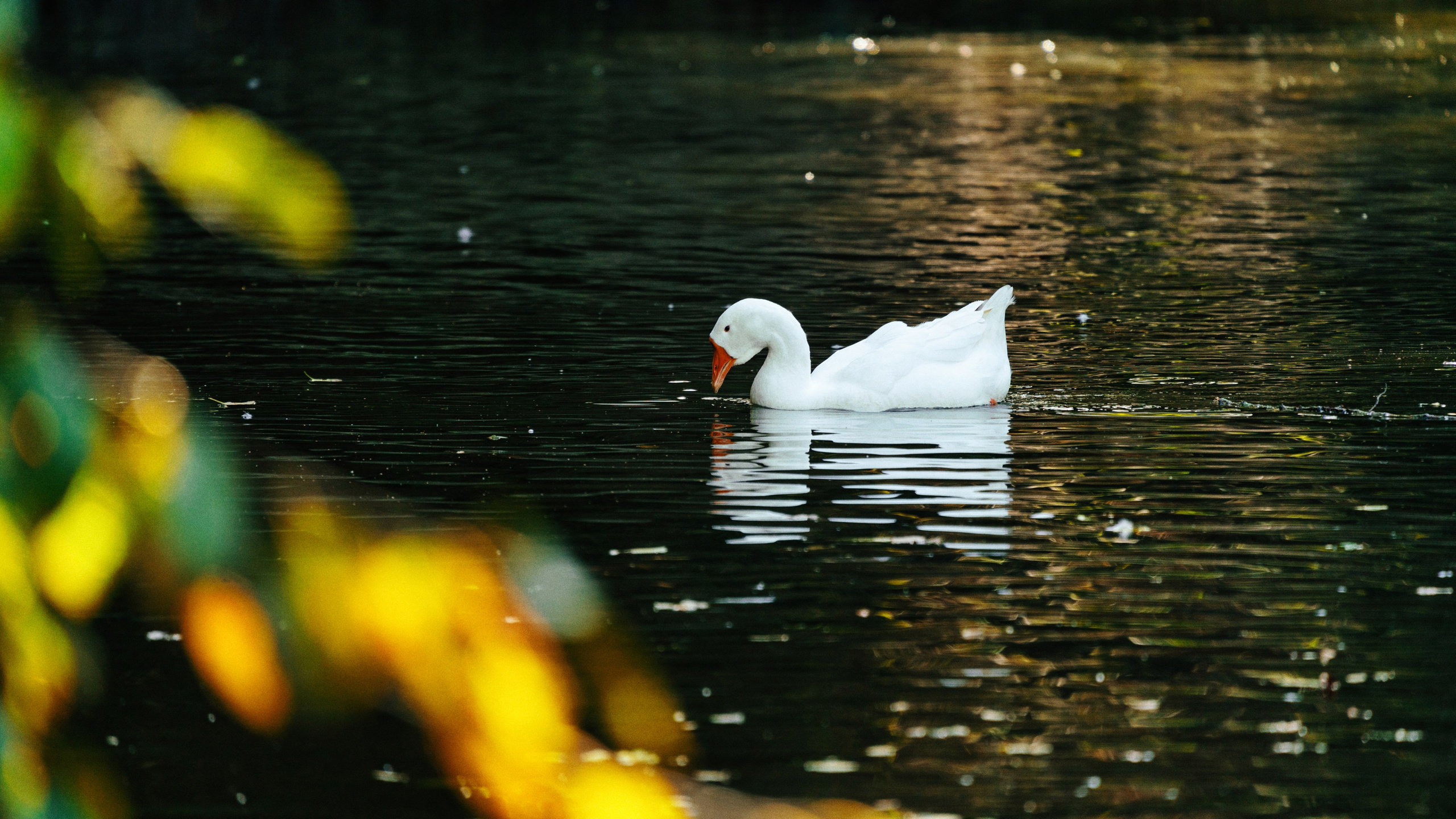 Белый лебедь в парке у озера в Москве