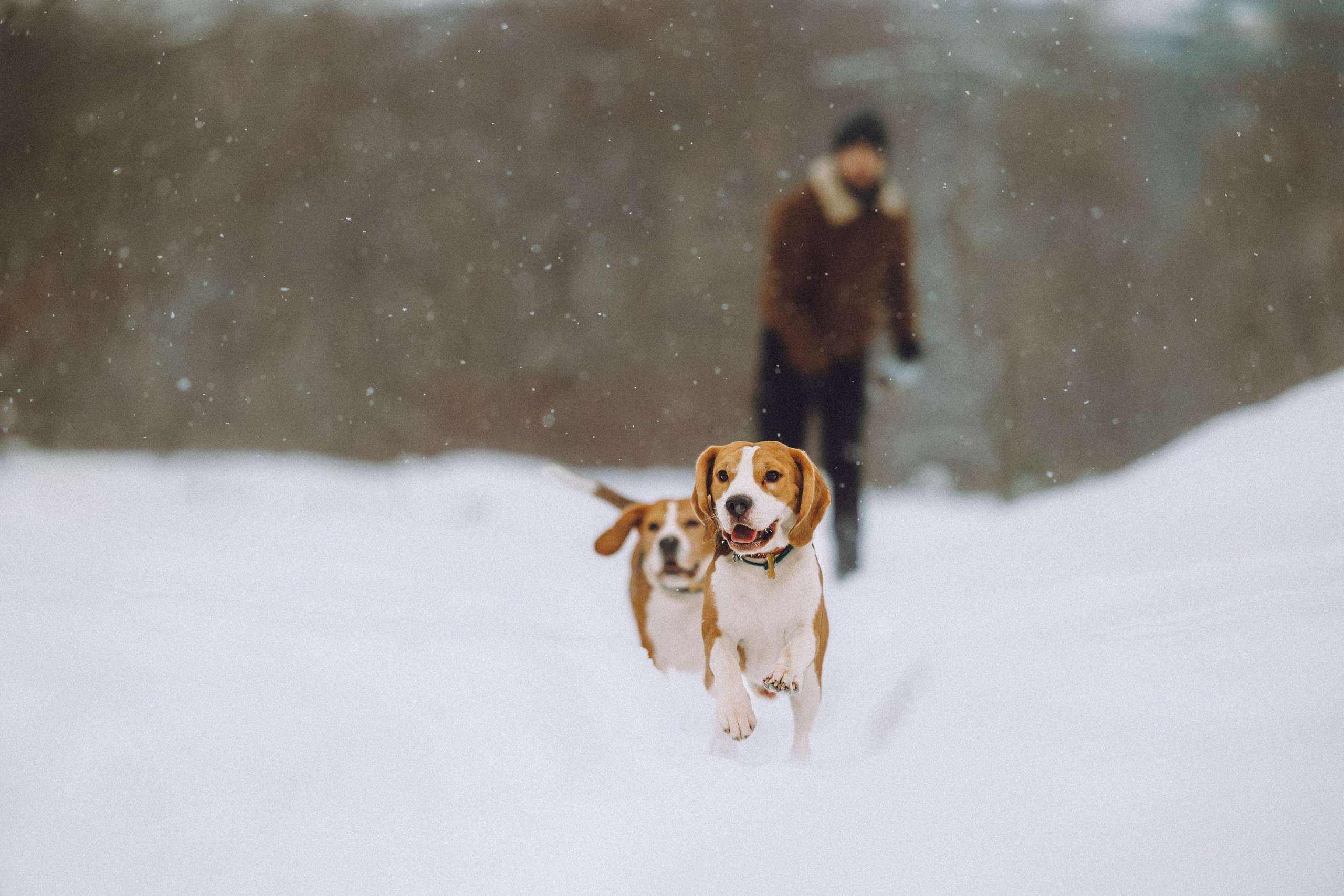 Роман, Портер и Коррес