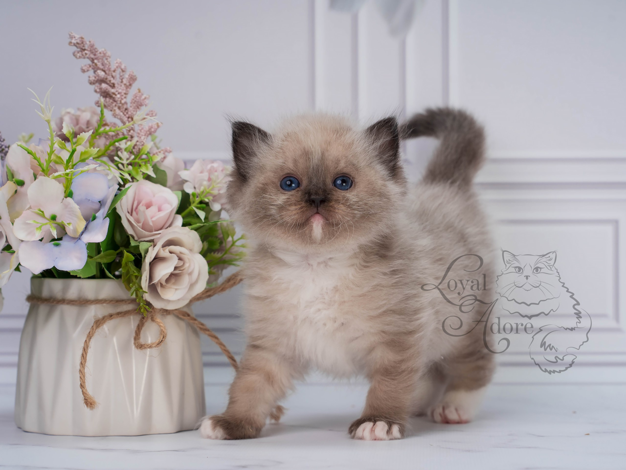 Котята рэгдолл от Loyal Adore. Питомник рэгдолл Loyal Adore