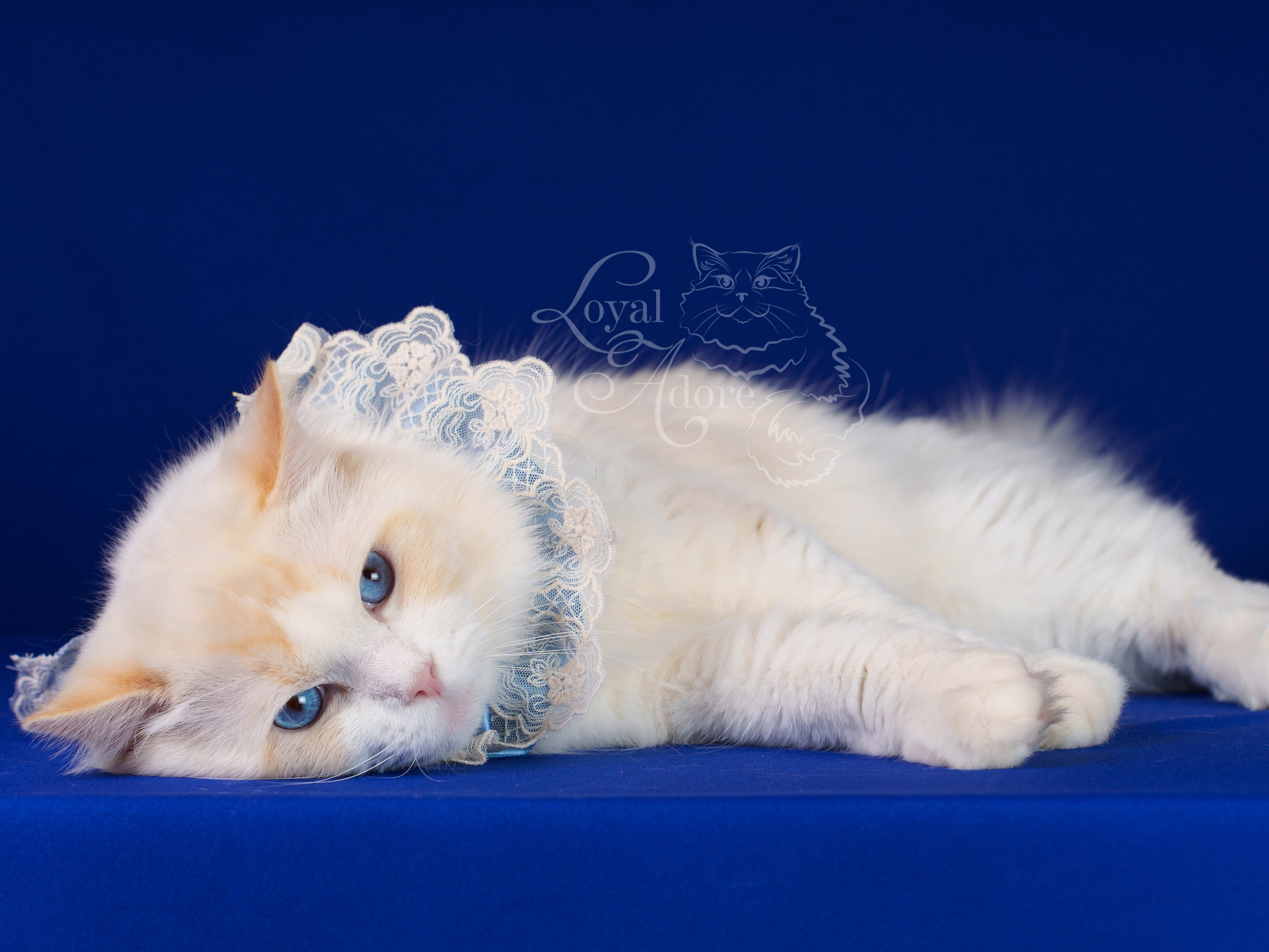 Коты производители Loyal Adore. Питомник рэгдолл Loyal Adore