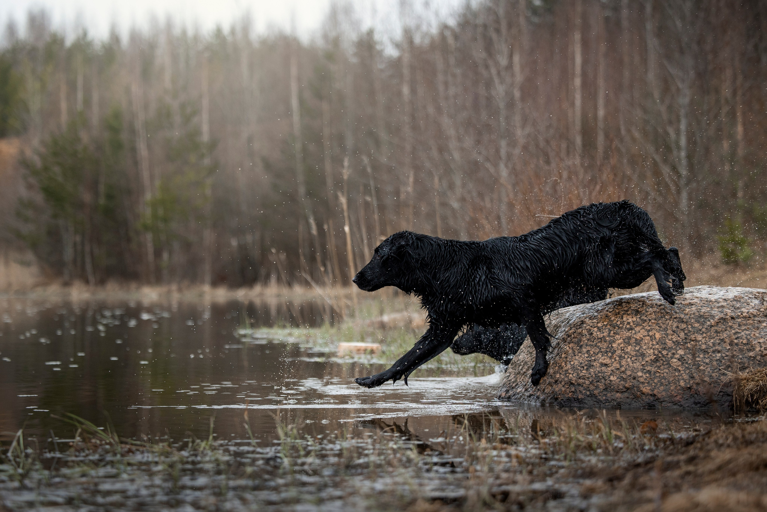 Ора, Ева, Рози и их семья. Фотограф — Анималист | Санкт-Петербург