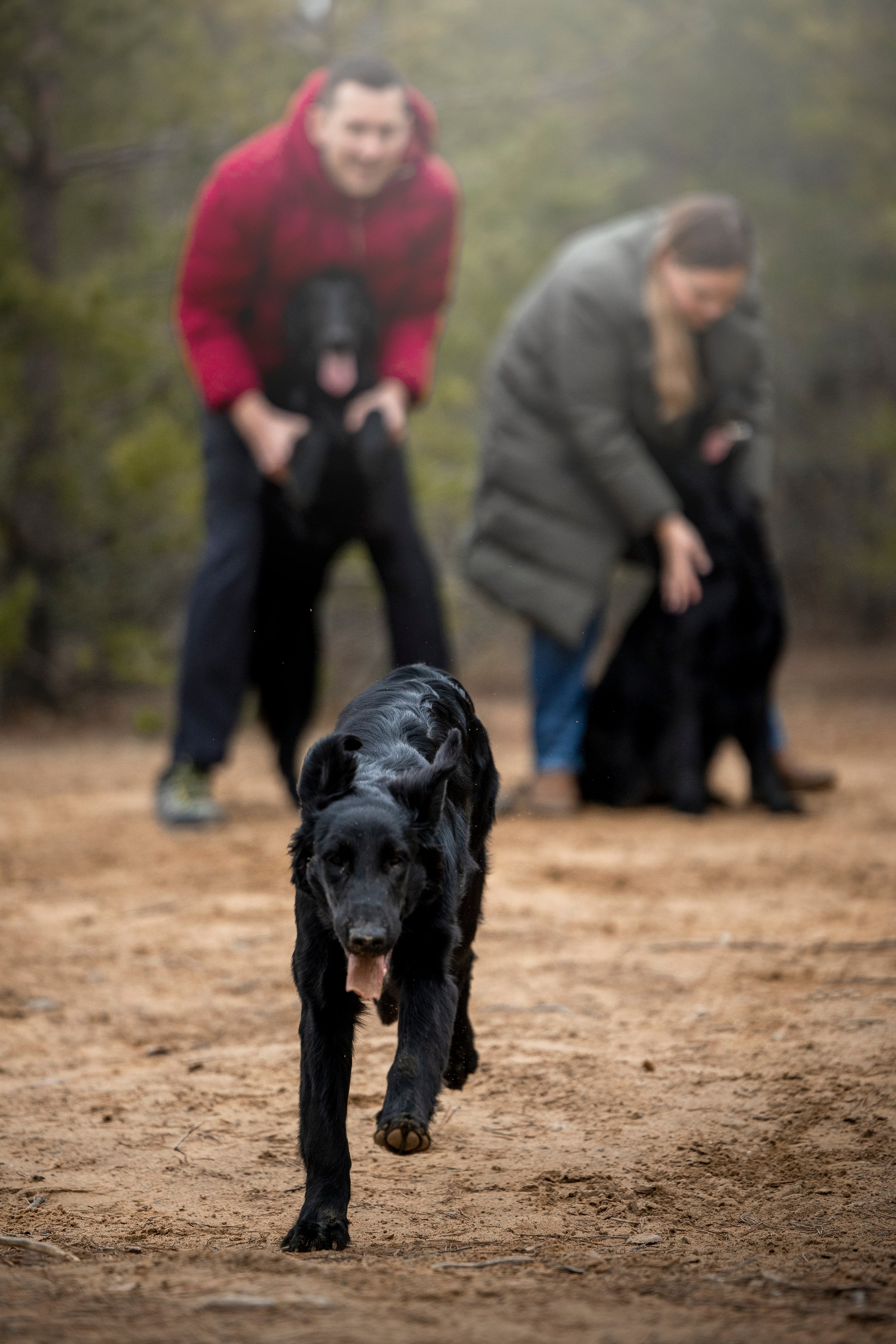 Ора, Ева, Рози и их семья. Фотограф — Анималист | Санкт-Петербург