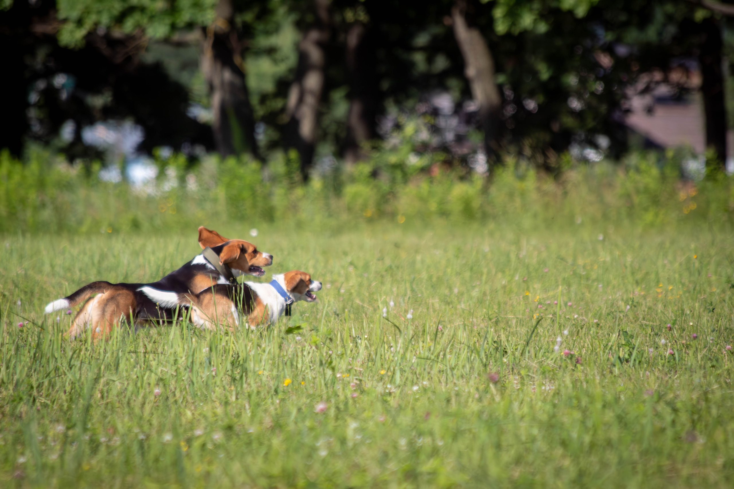 Курсинг. Фотограф анималист — Тула, Москва
