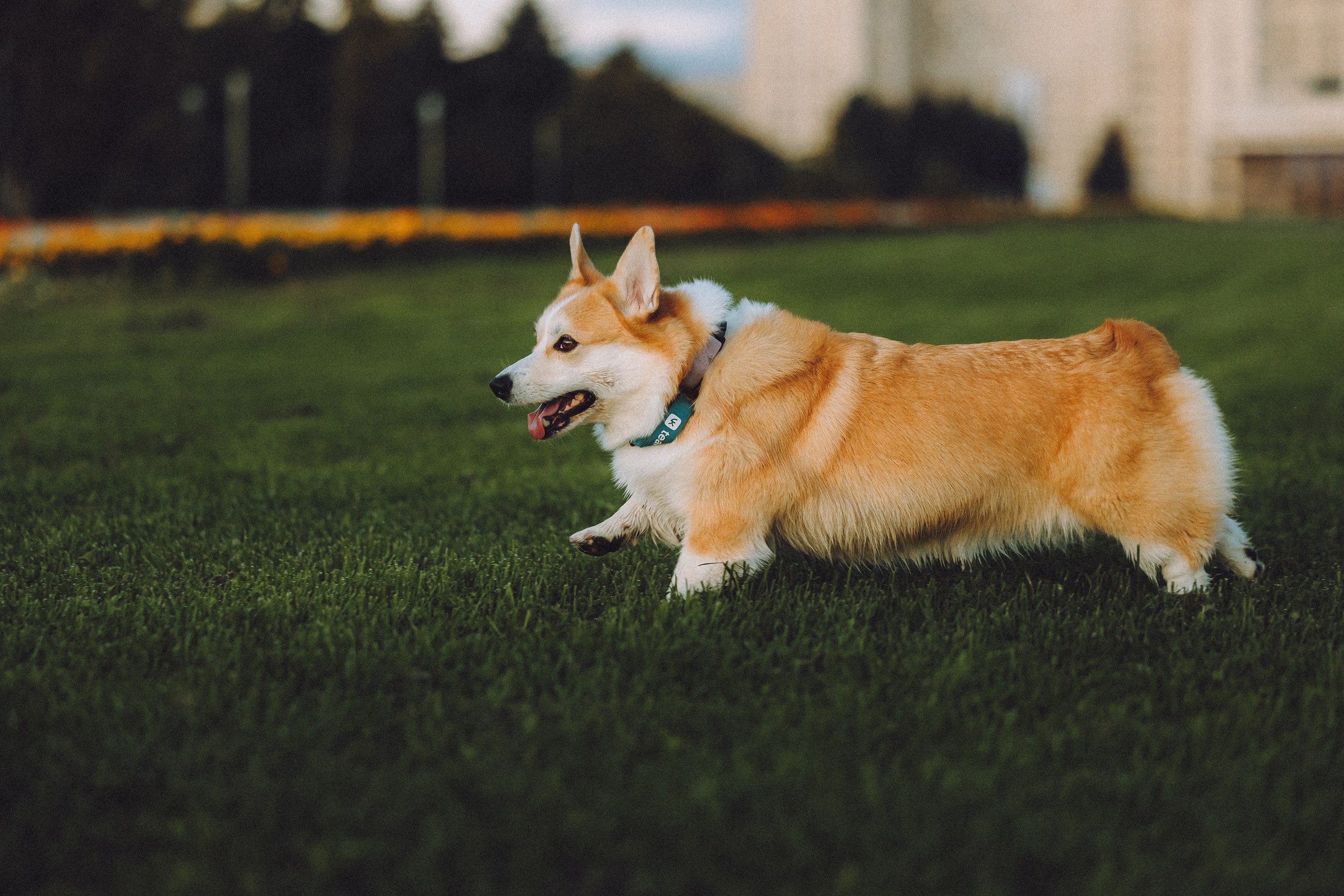 Пуговка и ее семья