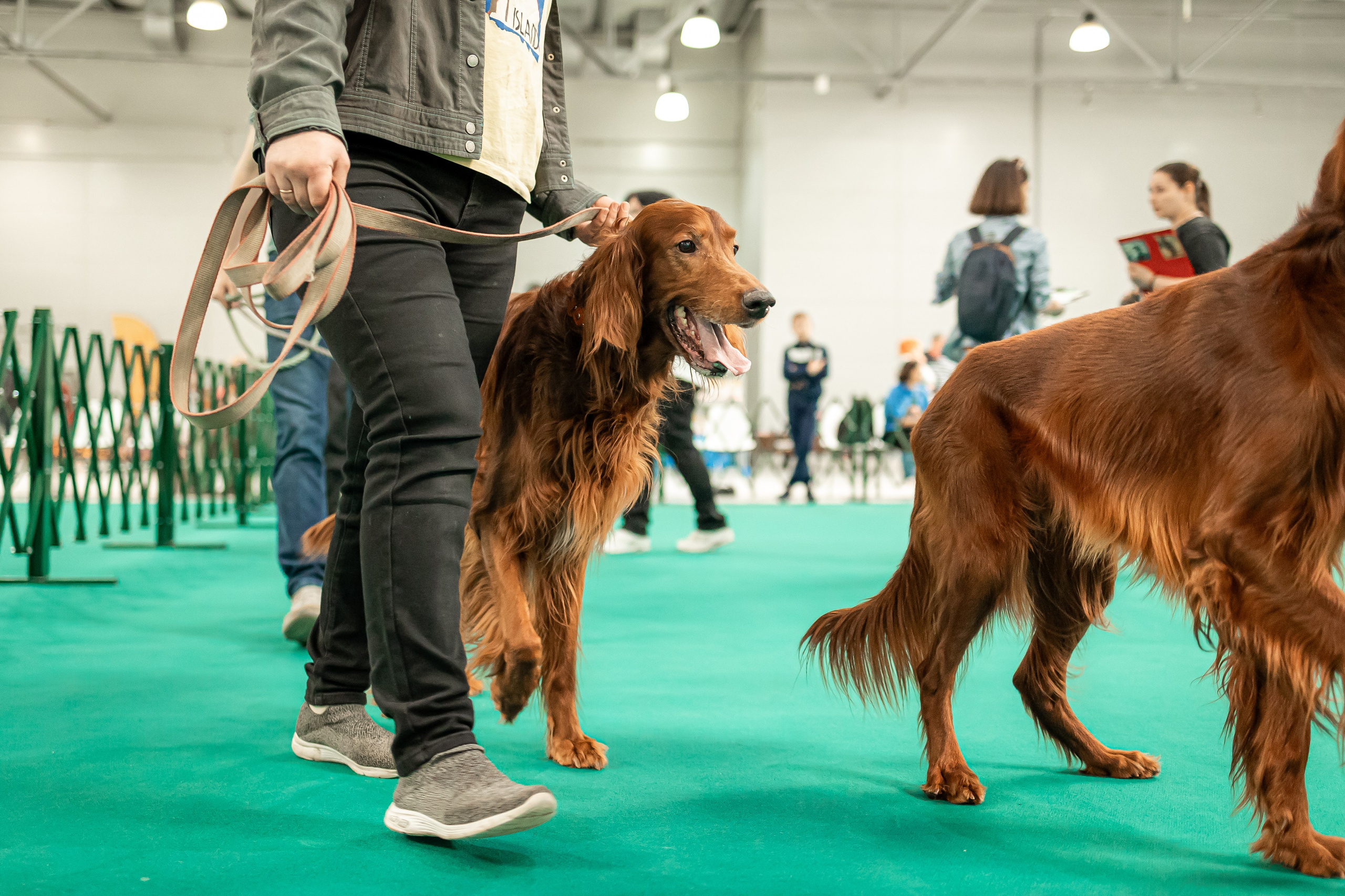 Выставка сеттеров 19.05.24