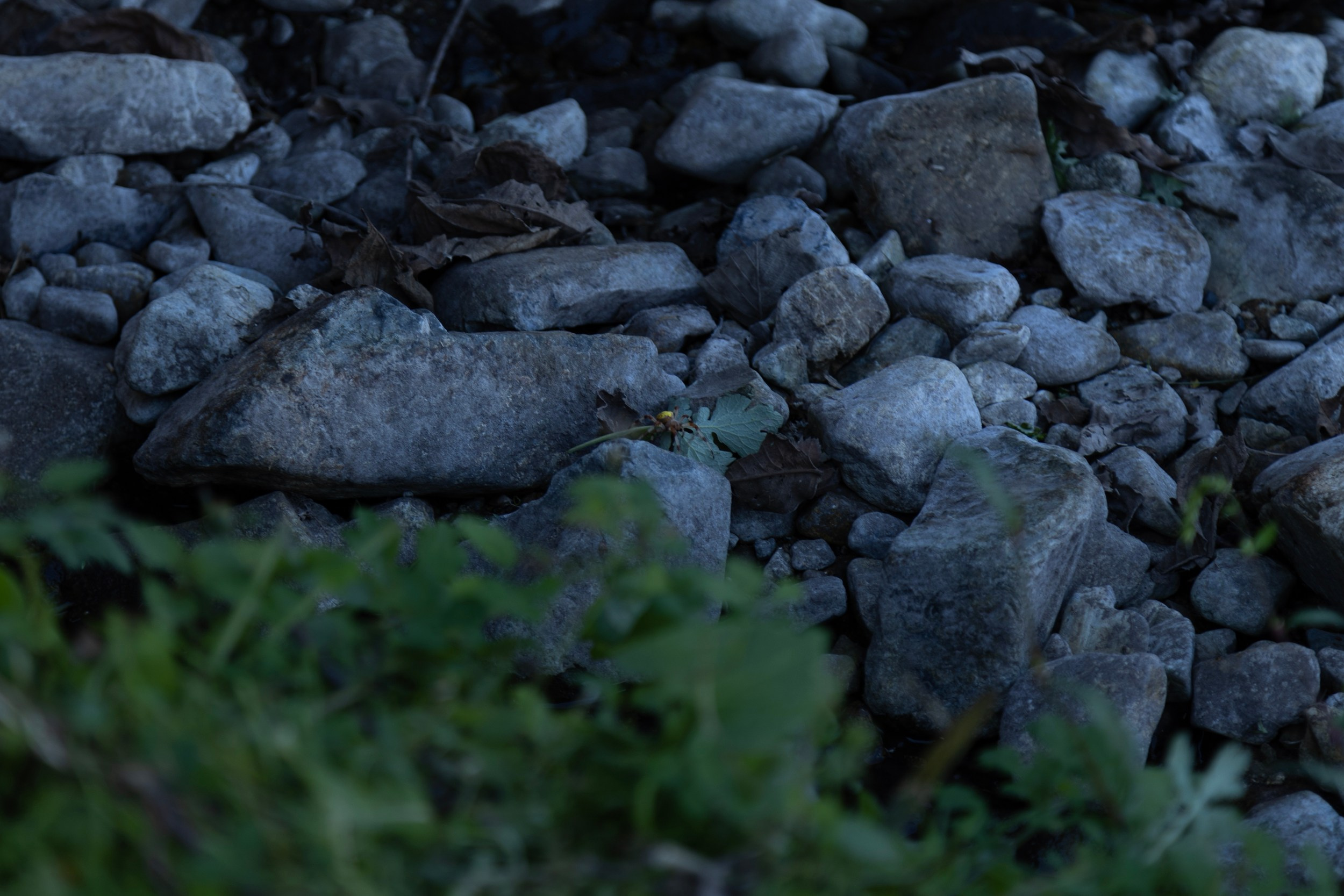 Фестиваль «Большой пикник», репортаж для ASAP Speedcubing. Репортажный и портретный фотограф в Владивостоке