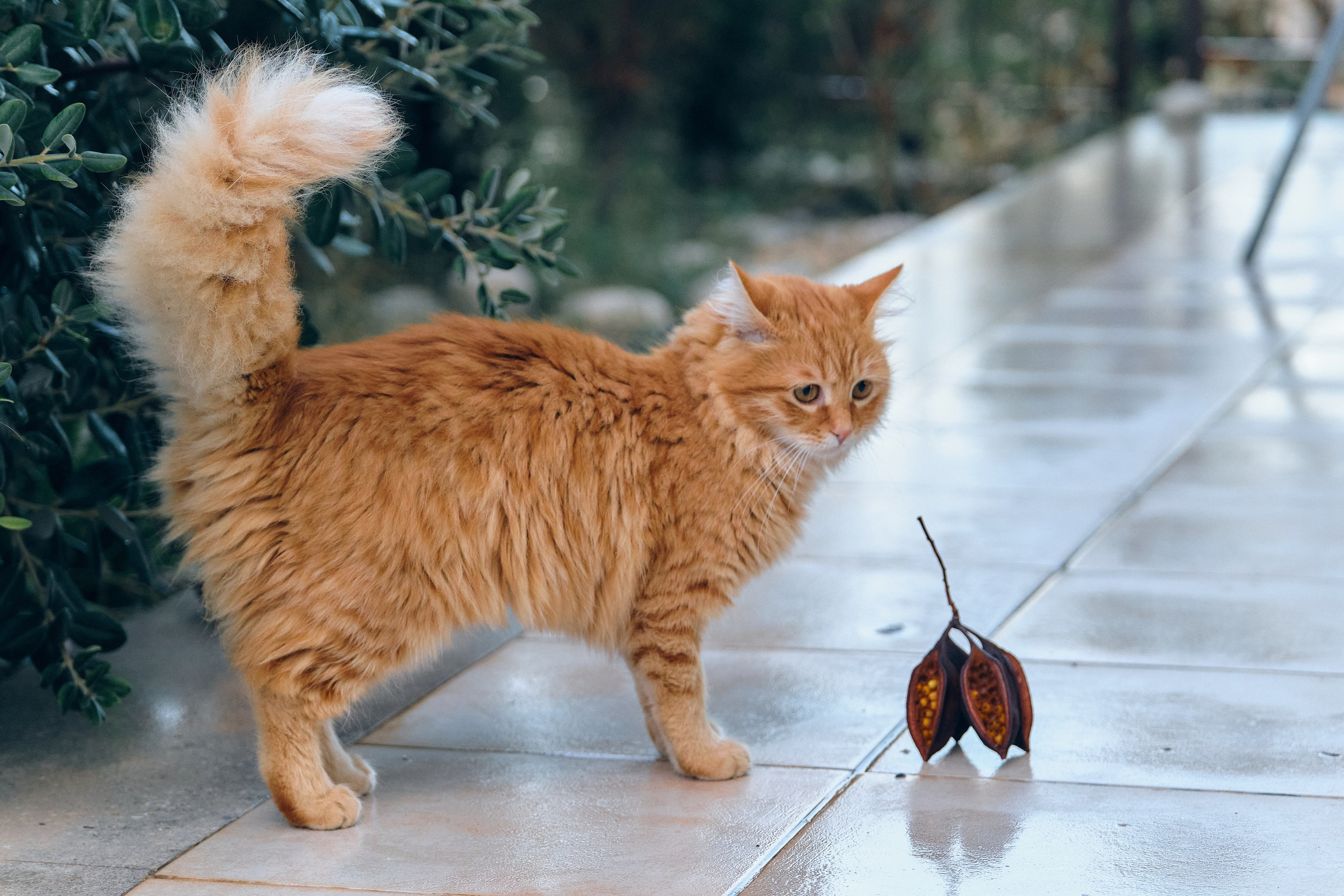 Cyprus > 2023 / kat. Aleksandr Kobtsev