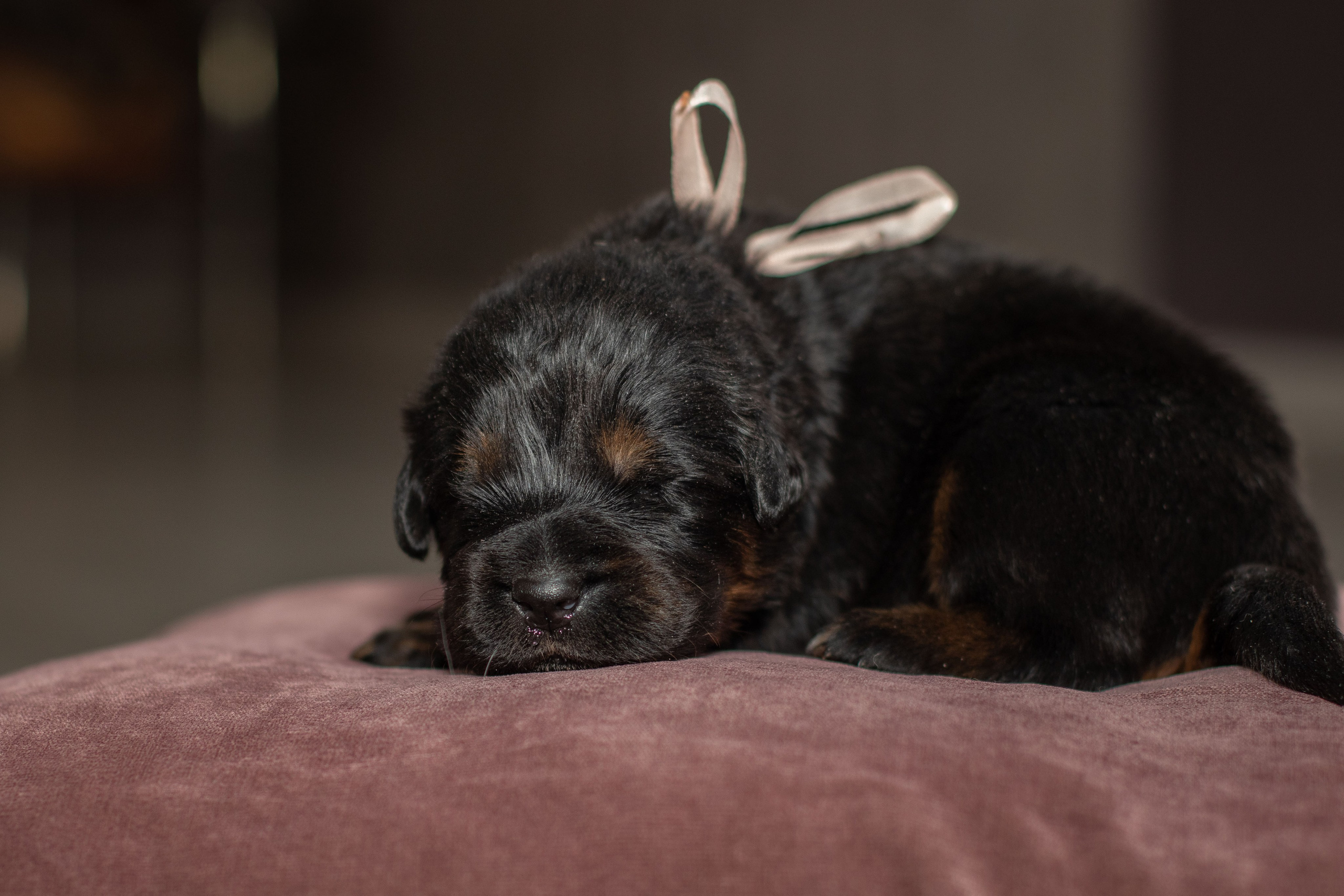 Тибетский мастиф. Юлия Микульская. Рыбинск