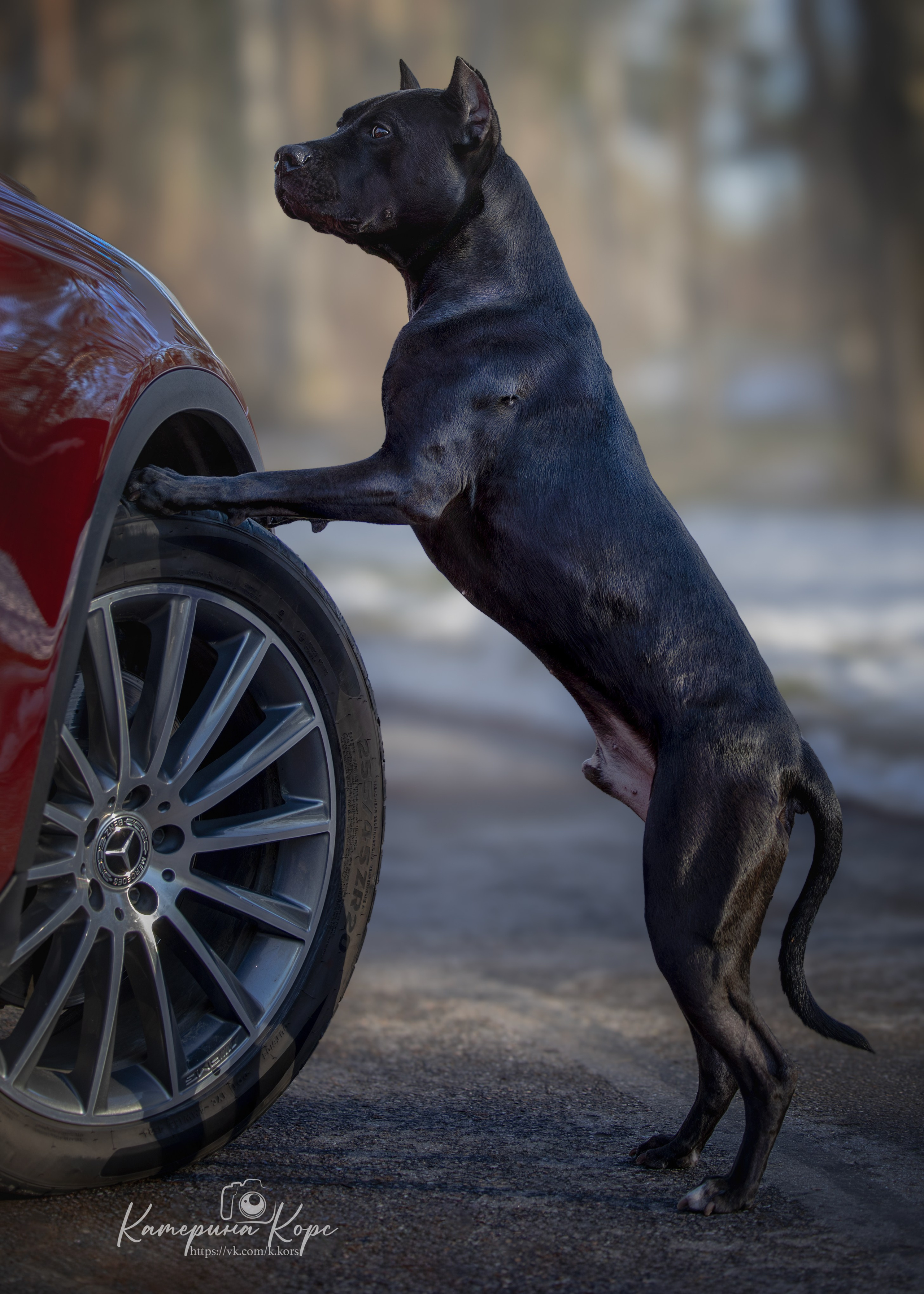 АПБТ DRAGON'S JOKER. Главная