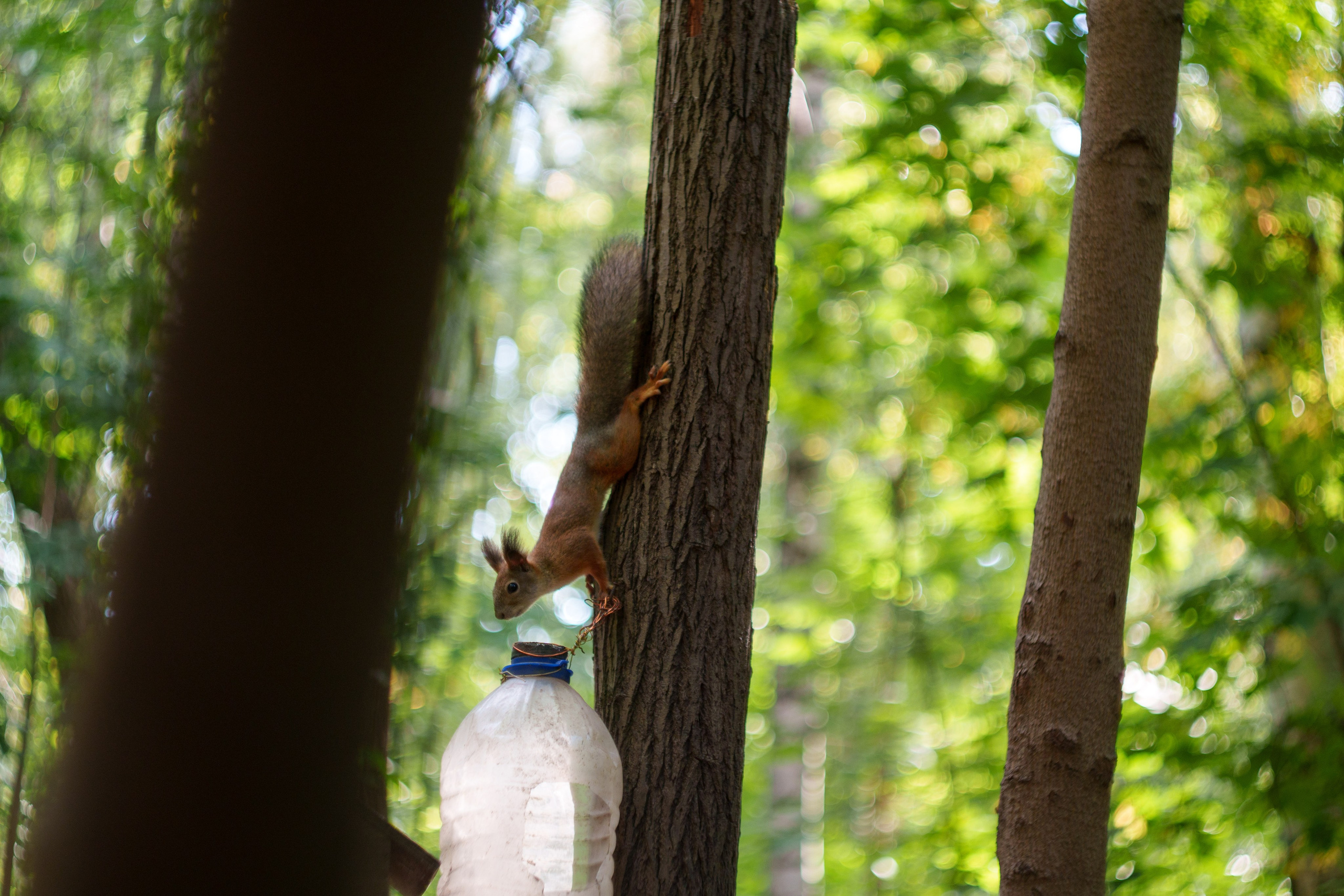 Животные. Фотограф в Санкт-Петербурге Ибрагимова Алина