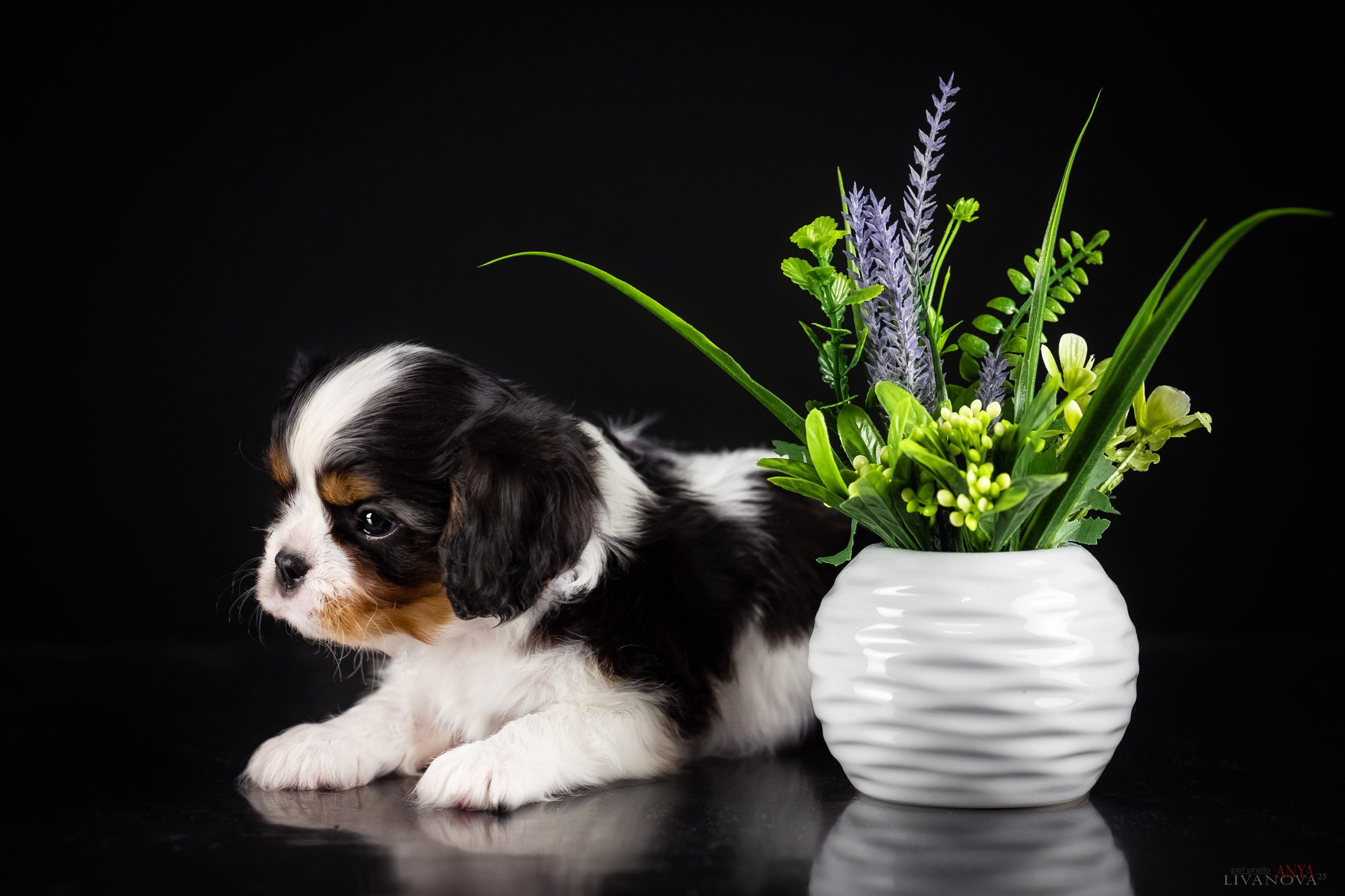 Кавалерчики. Фотограф анималист Аня Ливанова | Рыбинск