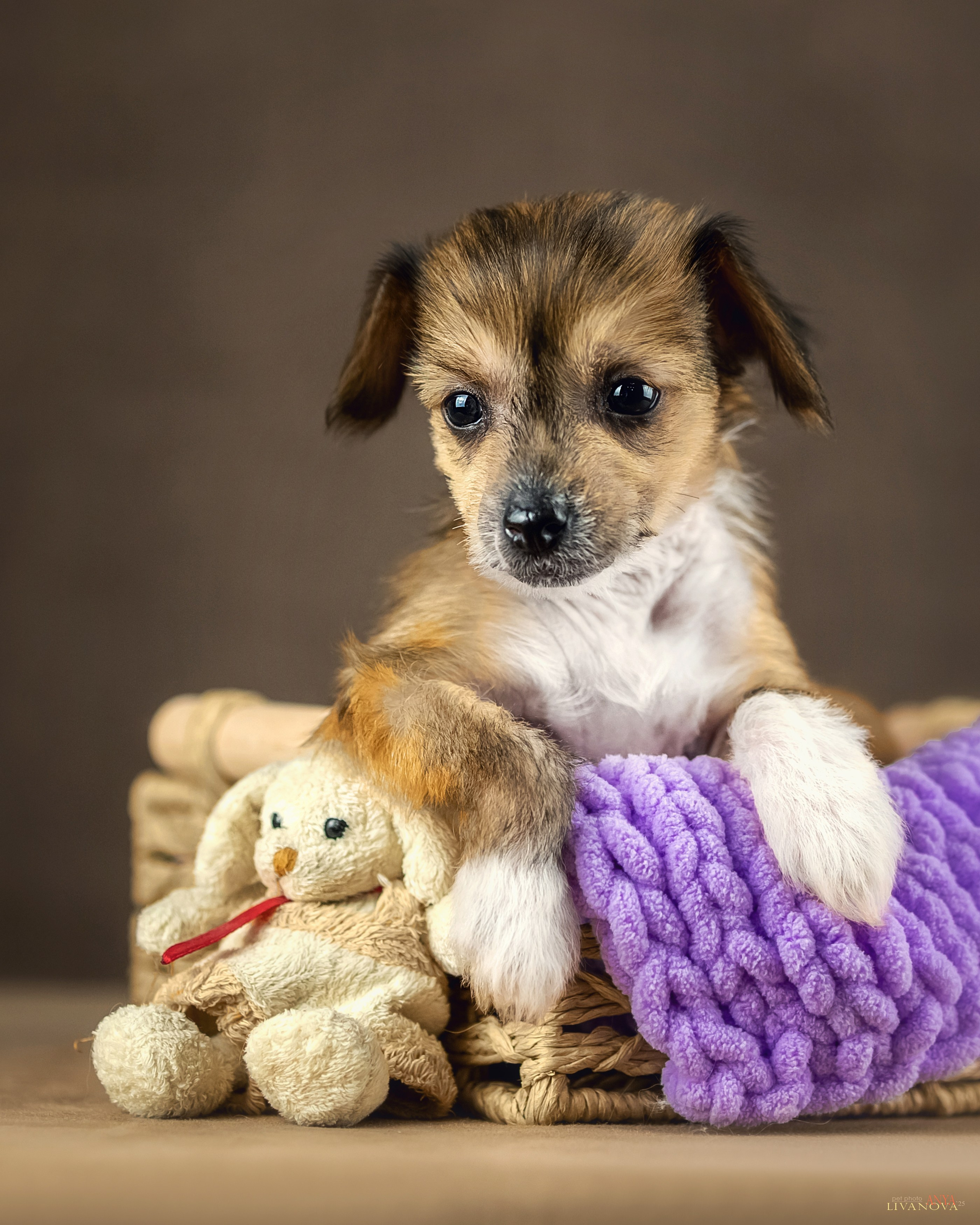 КХС. Фотограф анималист Аня Ливанова | Рыбинск