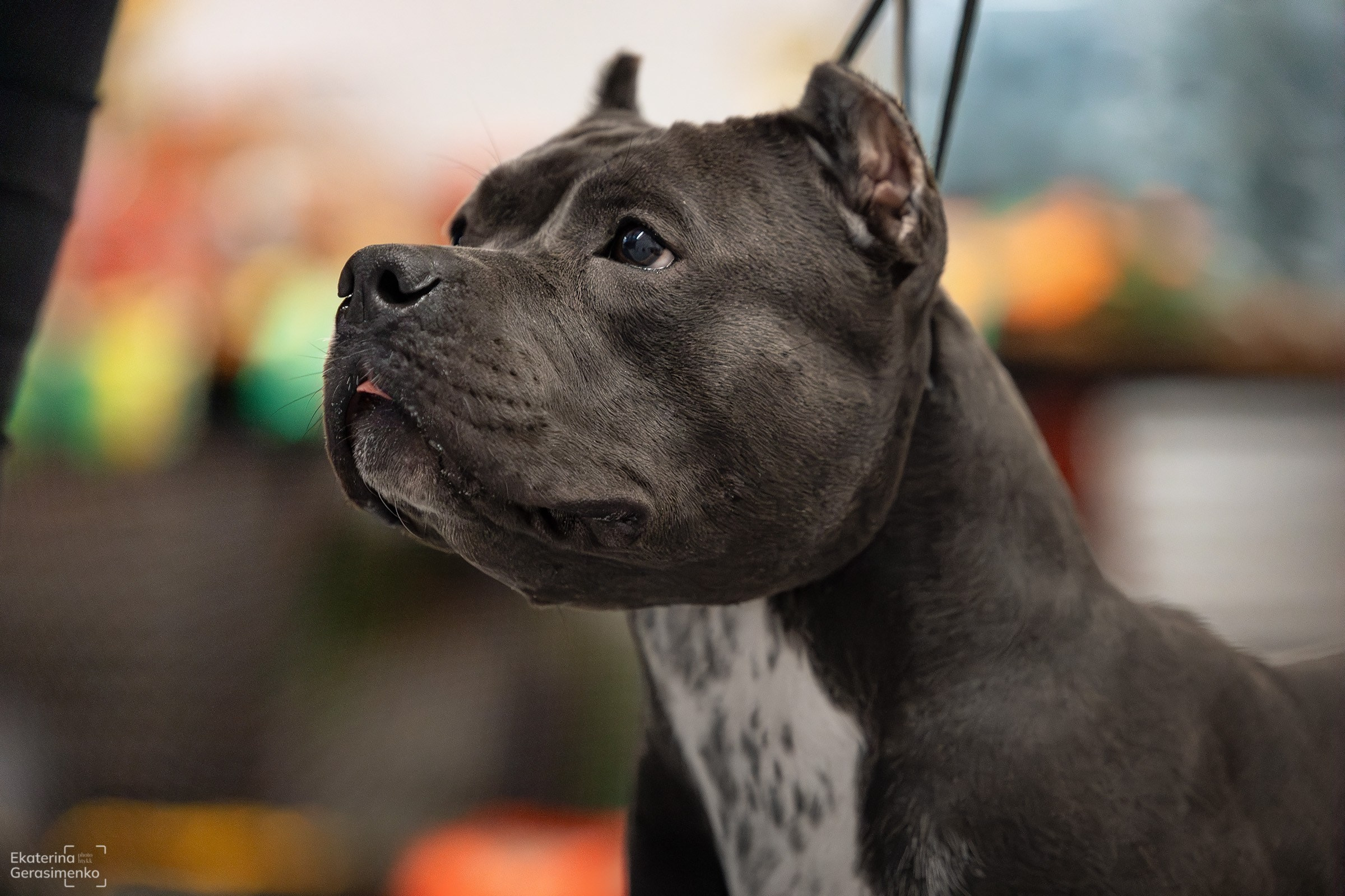 18 января 2025, Выставка РКФ, г. Пермь. Htykk_photo