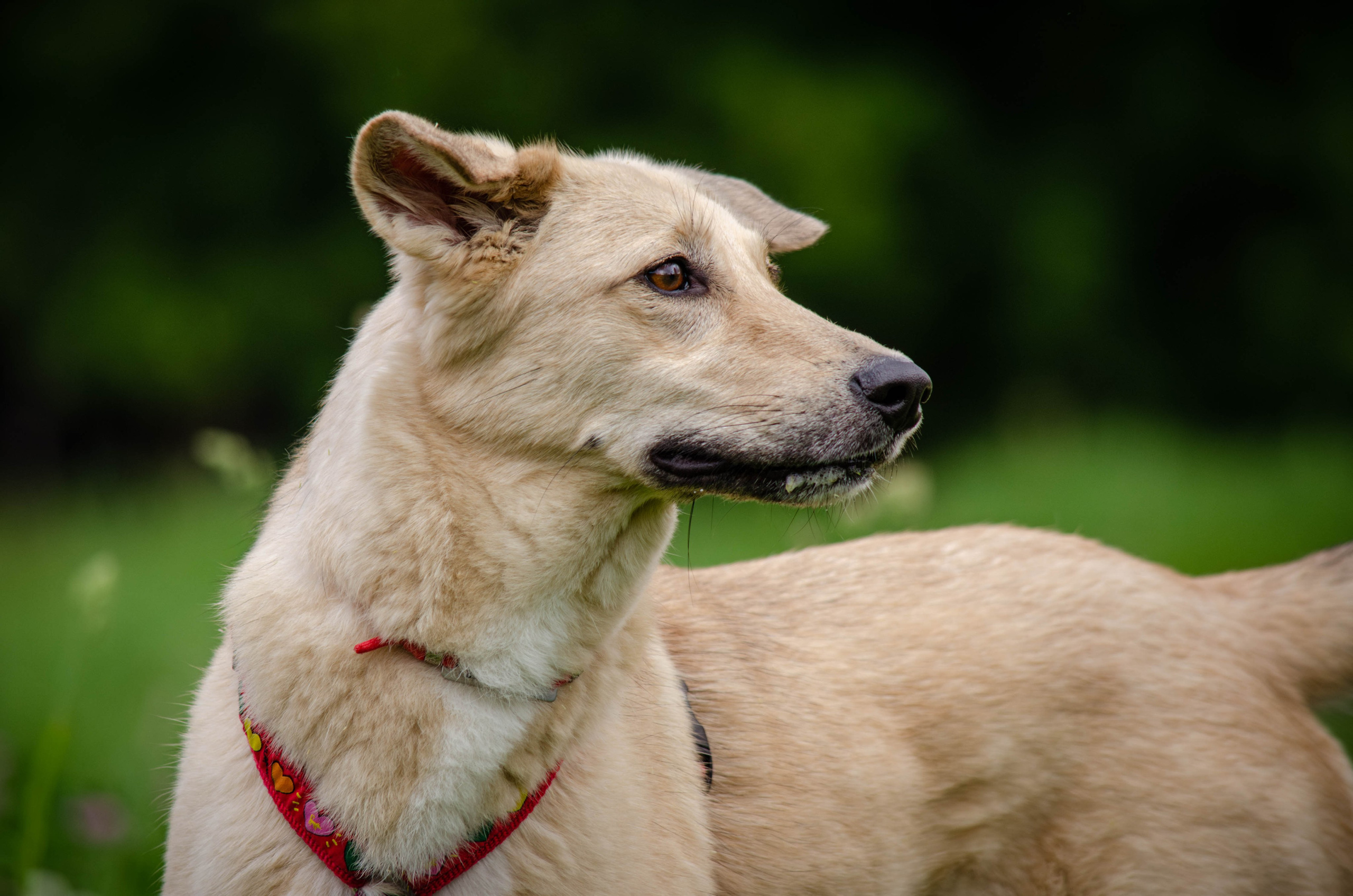Мира и Барон. Фотограф Светлана Блинова, Москва и Московская область