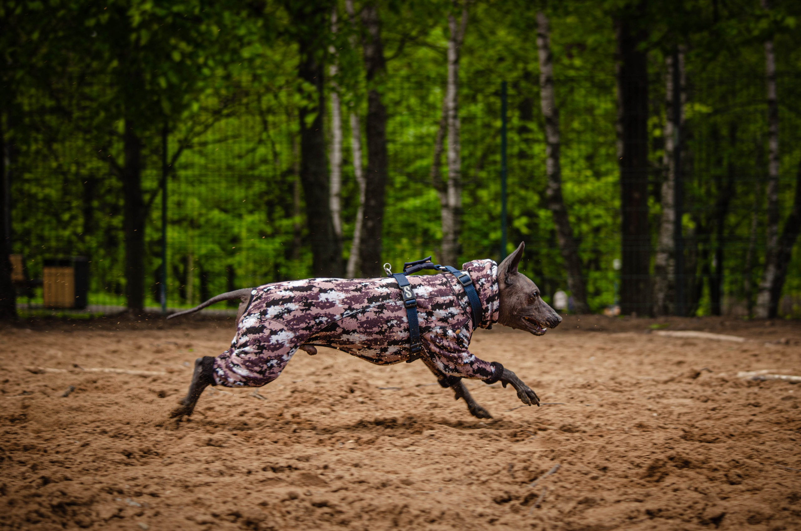 Сёма. Фотограф Светлана Блинова, Москва и Московская область
