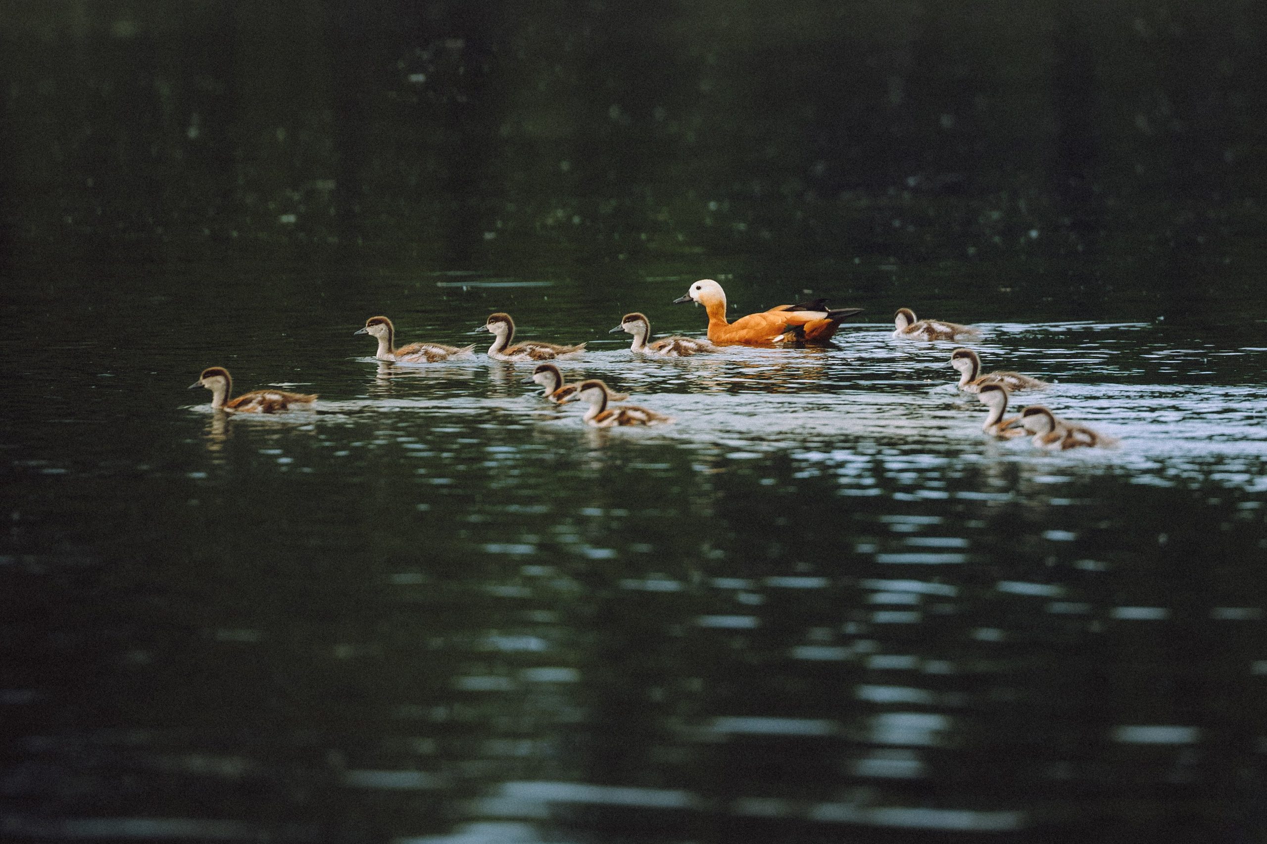Паша, Хайди и Тея