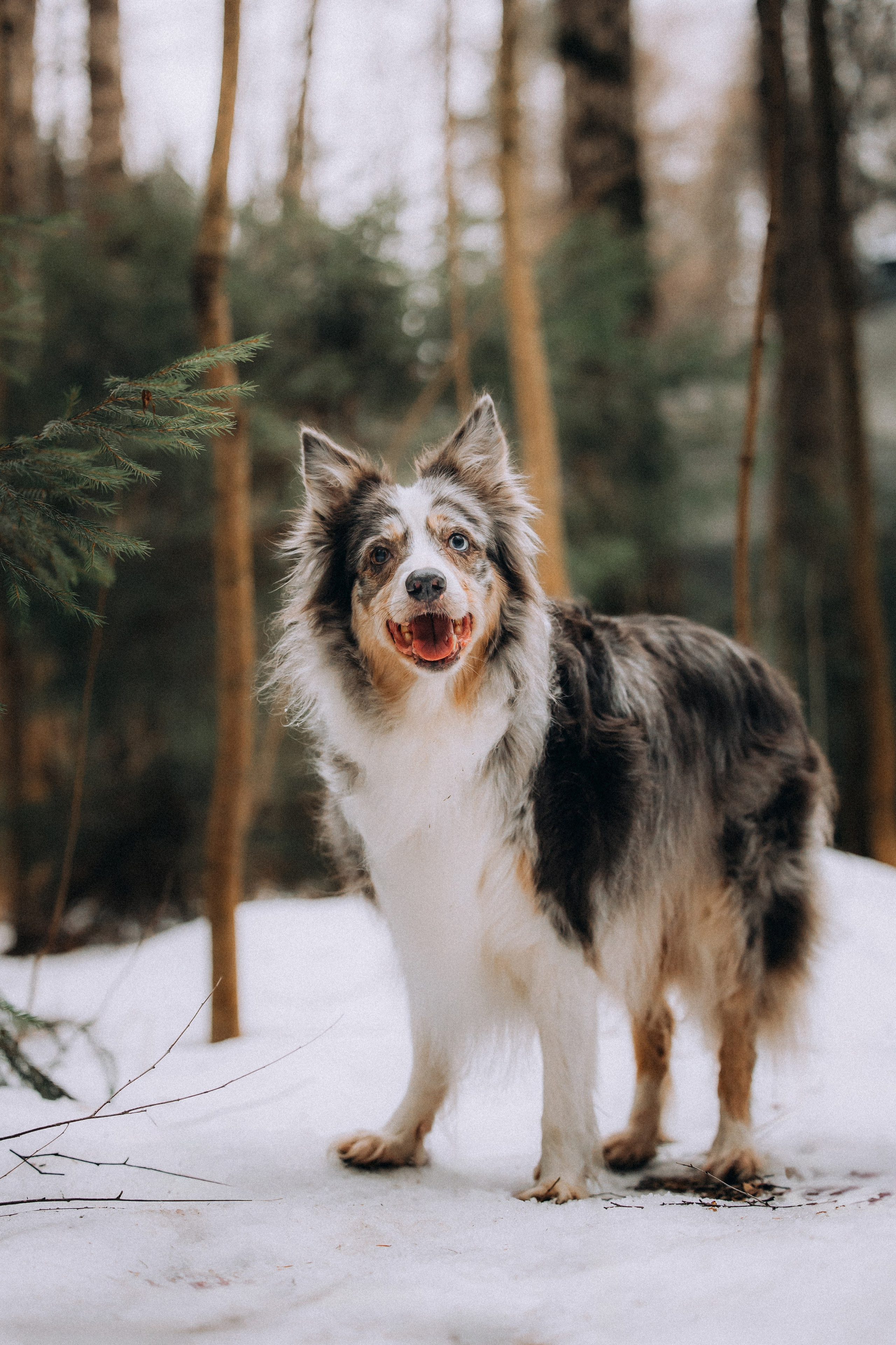 Полина, Милли и Паддингтон