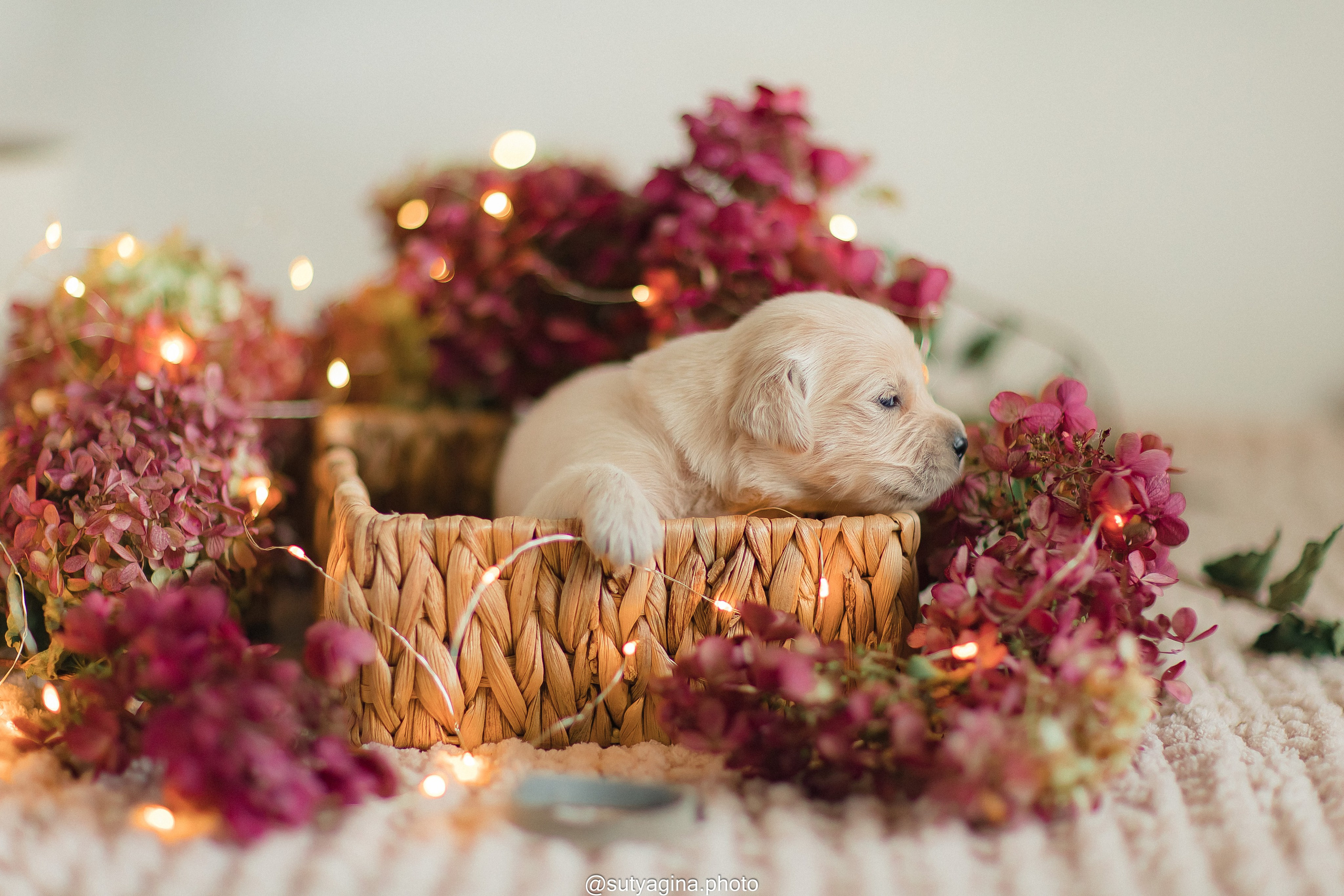 Серая лента. Свадебный и женский фотограф