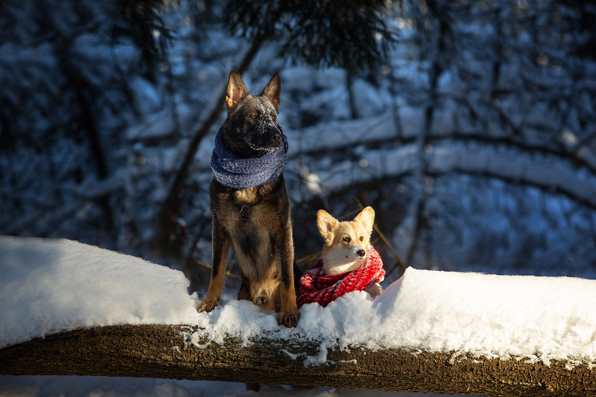Собаки. Фотограф-анималист Юлия Удовенко
