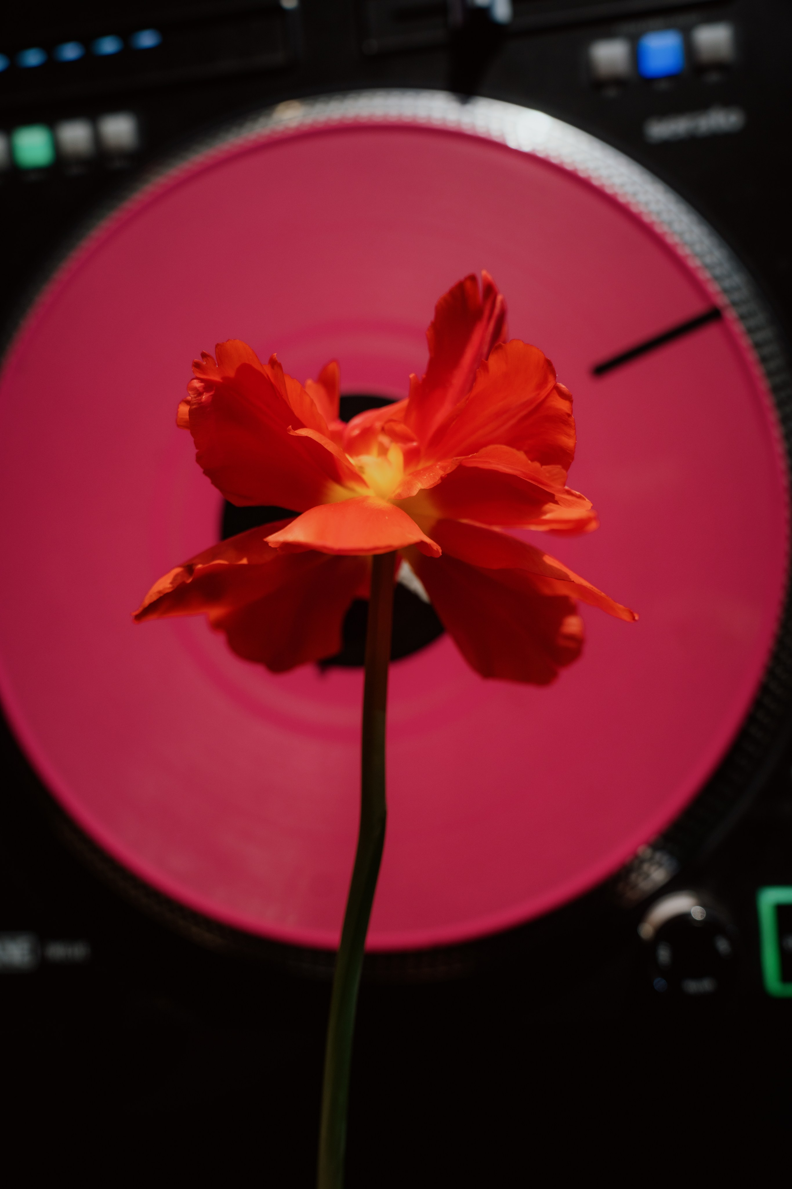 День Рождения Марго. Portfolio