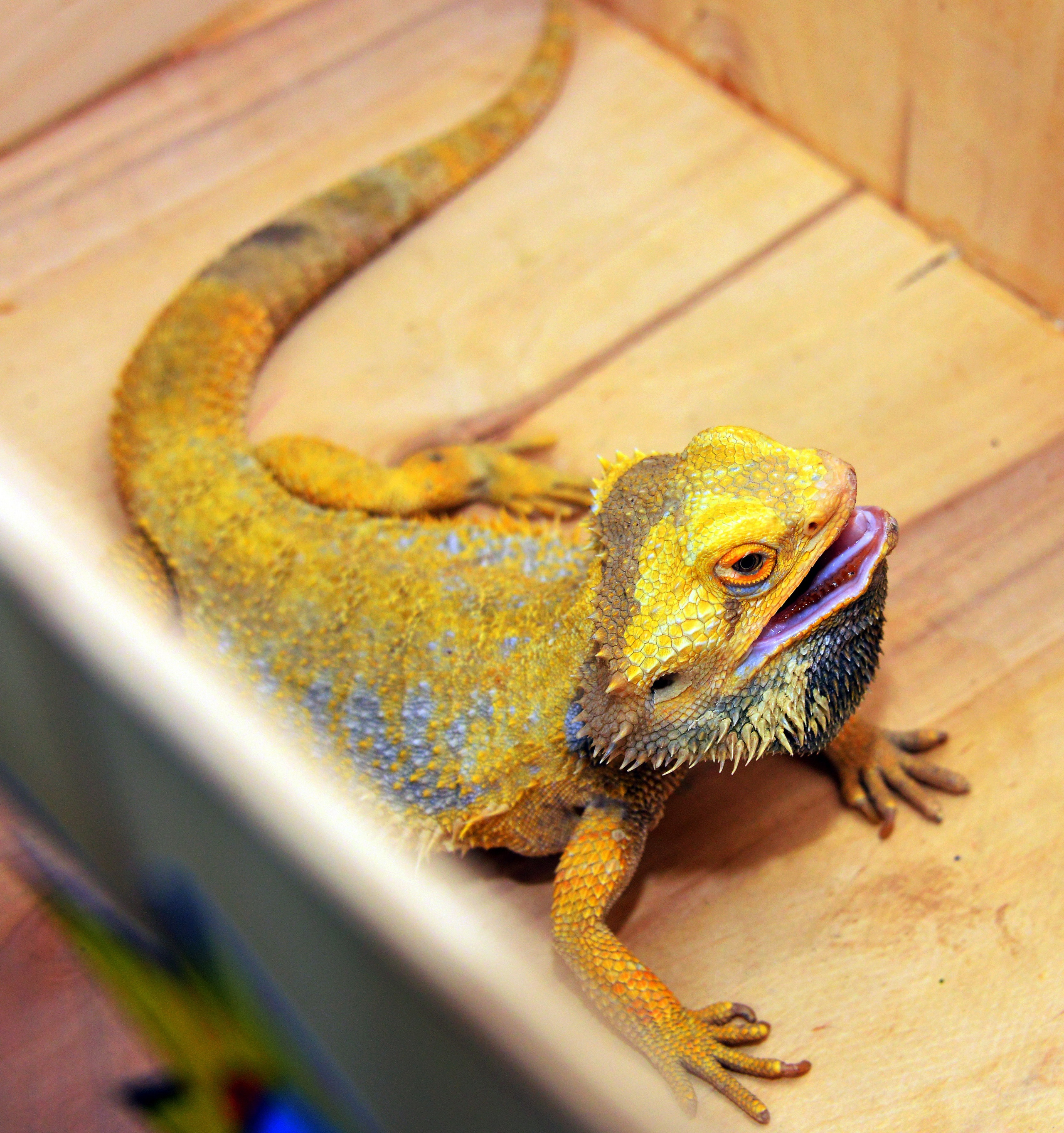 Дети-2 (Оливия-5 лет). Фотосъёмка. Фотограф Сергей Авдеев-семейный и детский фотограф в Алматы