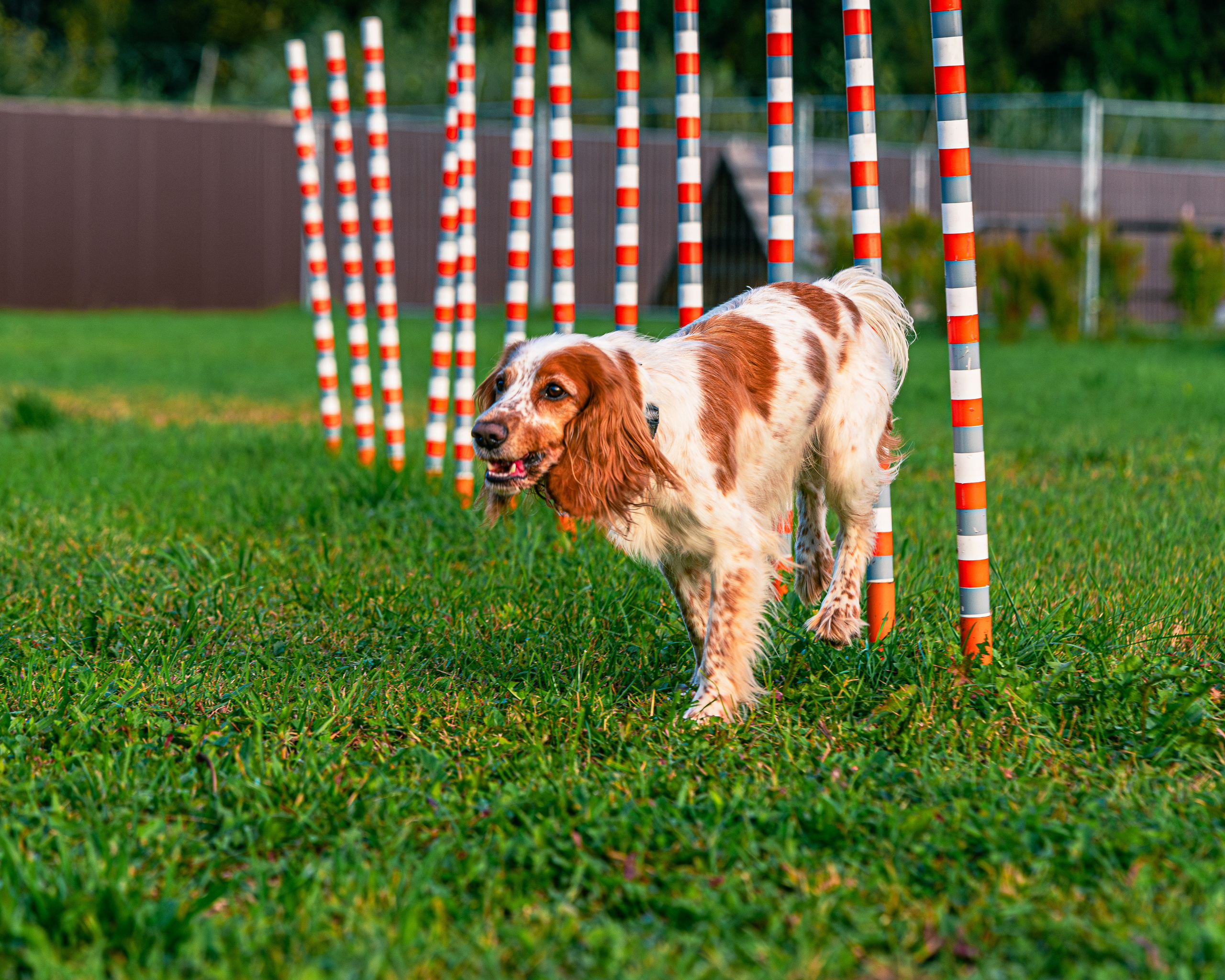 Ваш путь к ПОБЕДЕ (ТРЕНИРОВКИ). Фотограф-анималист, семейный фотограф в Москве и Подмосковье. Фотосъёмка кинологических дисциплин