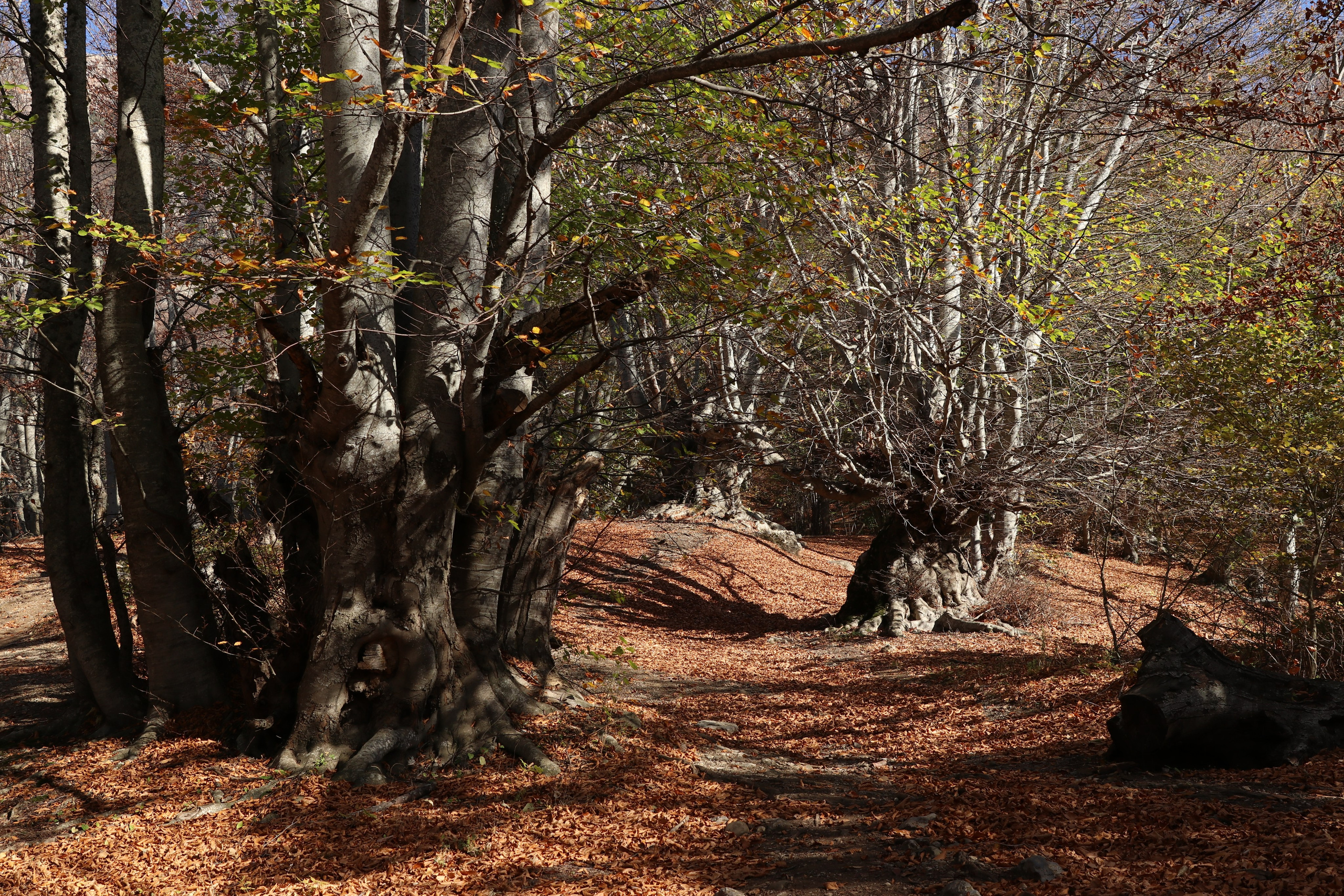 Крым. ЮБК (Гурзуф, Судак и их окрестности). Ноябрь 2023. Путешественник-фотограф из Санкт-Петербурга Татьяна Свистулина