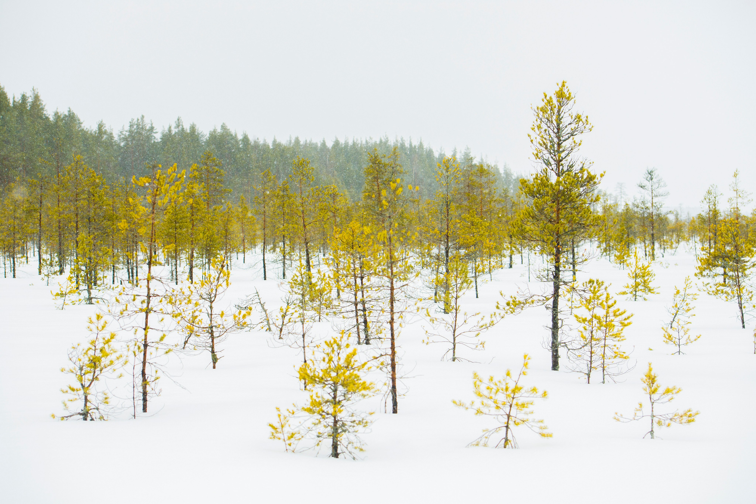 Пейзаж. Документальный фотограф Сергей Вдовин