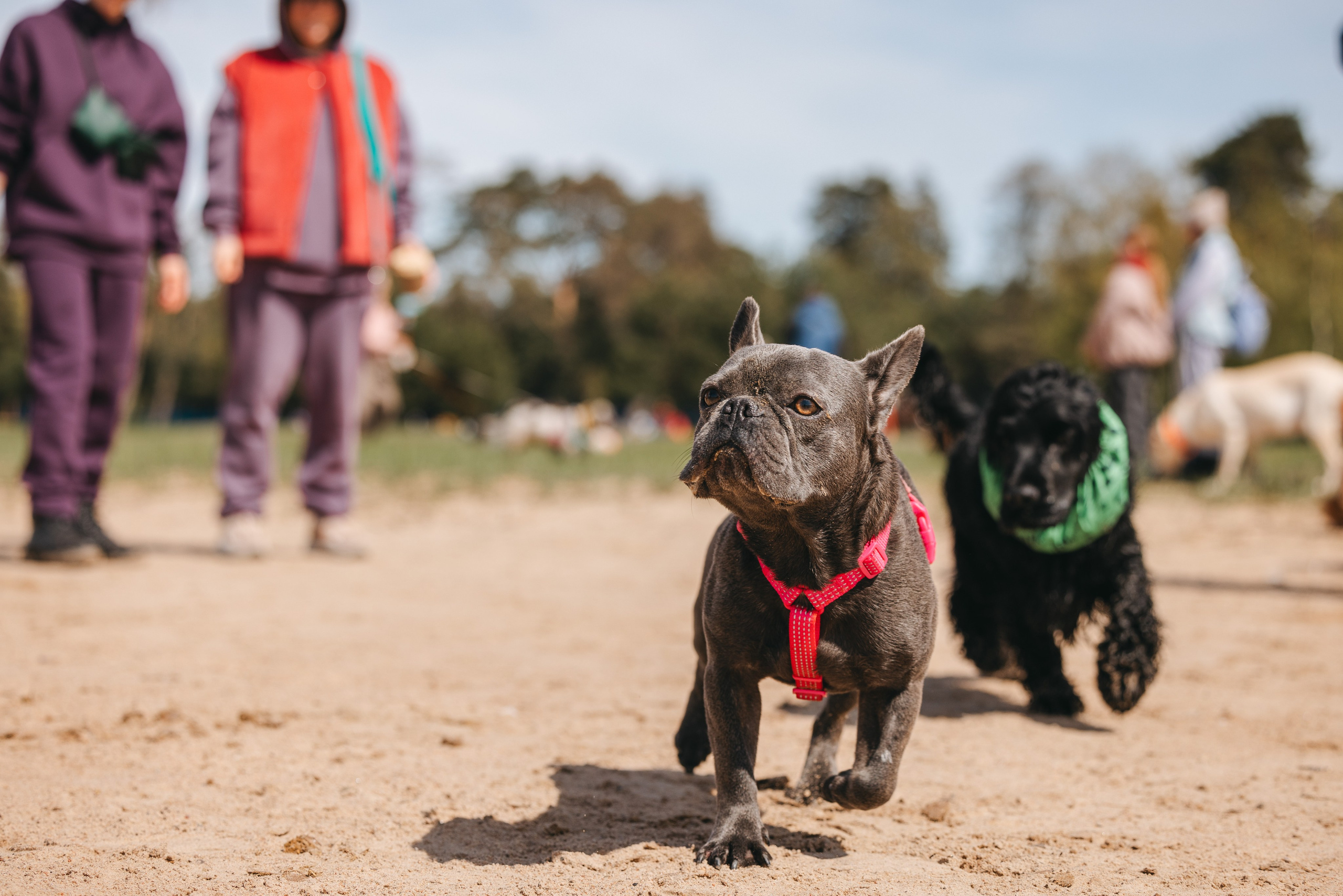 Спанимания. Фотограф анималист Осипчикова Мария