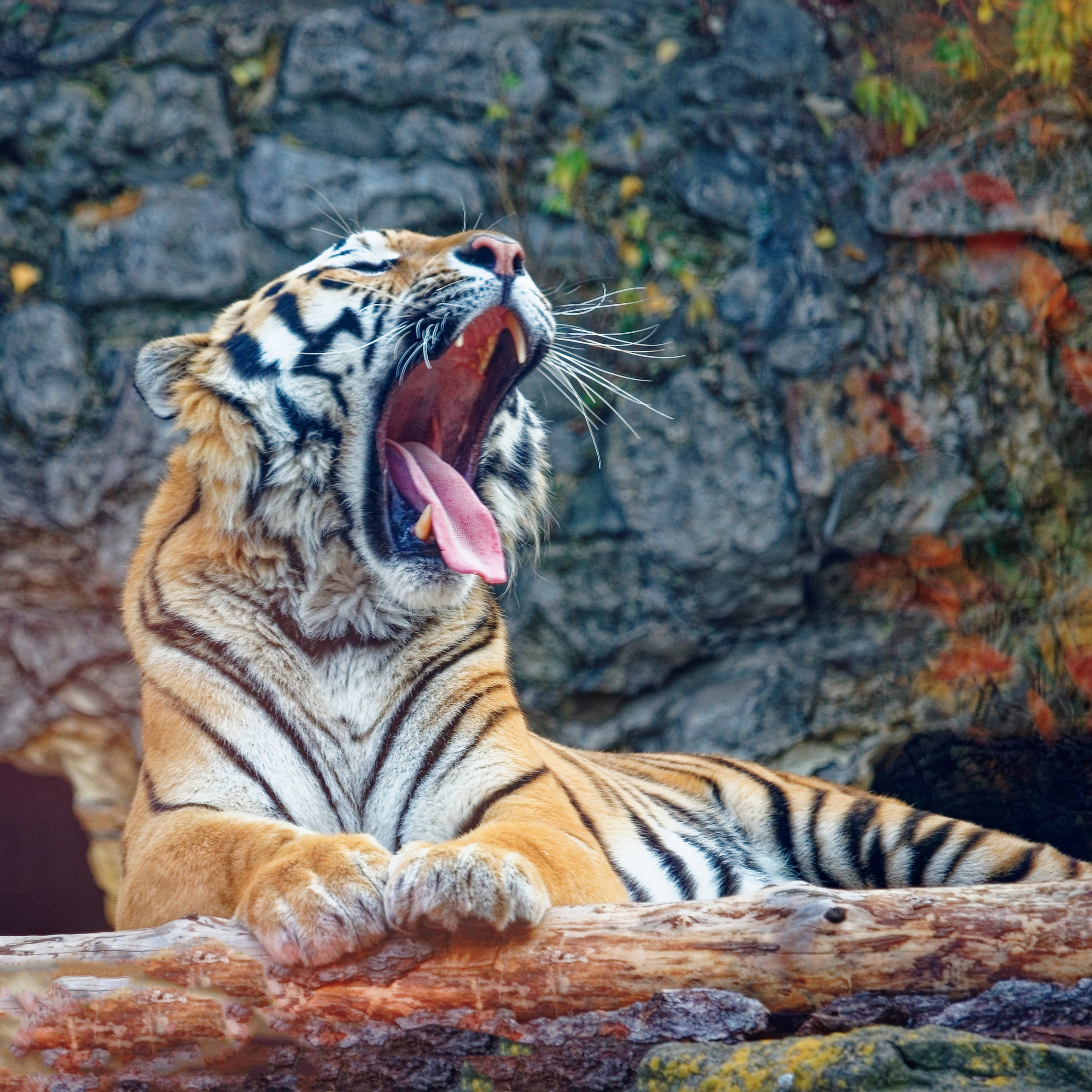 МОСКОВСКИЙ ЗООПАРК. Фотограф Владимир Роля