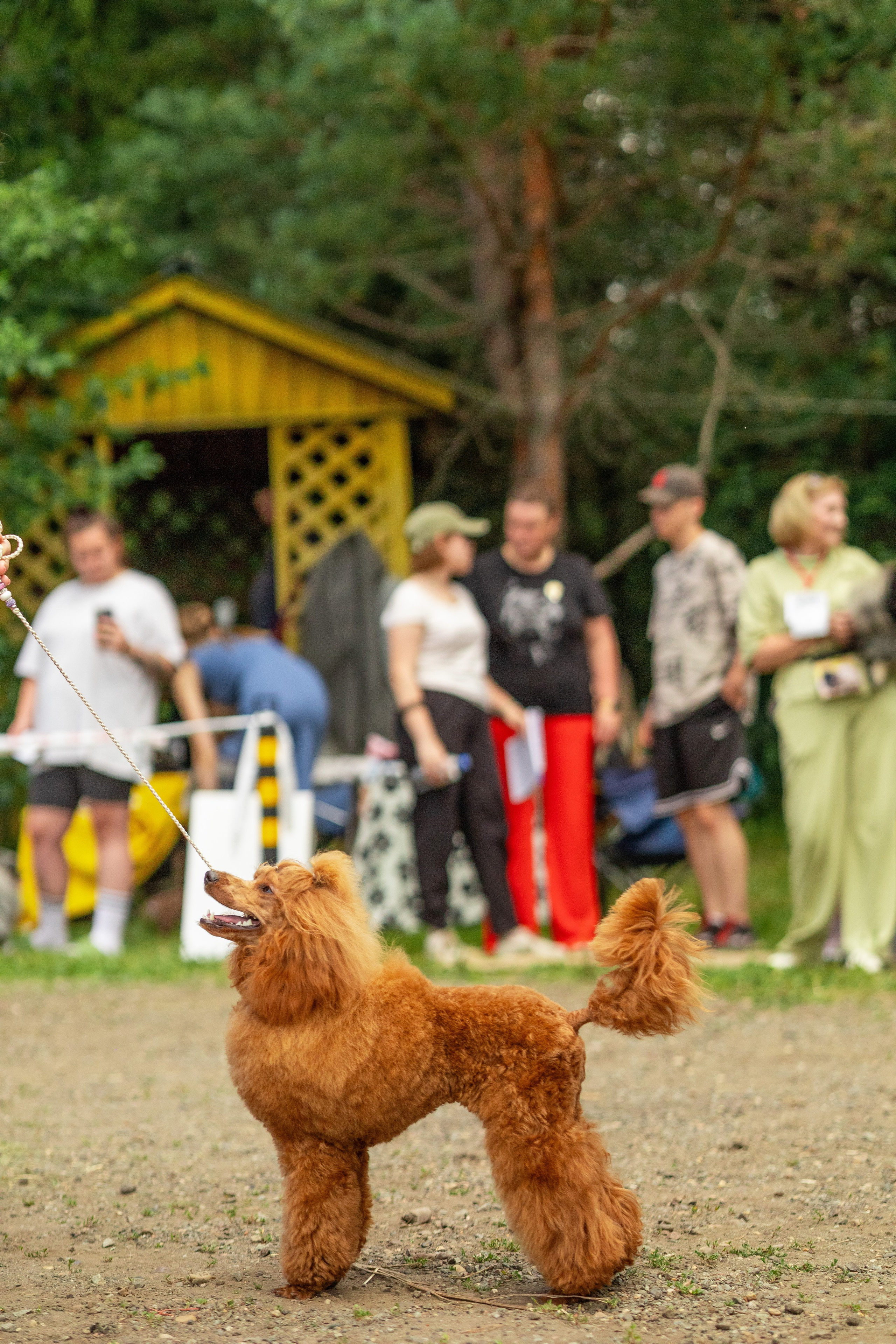 Собаки. Фотограф Яна Матвеева в Ижевске