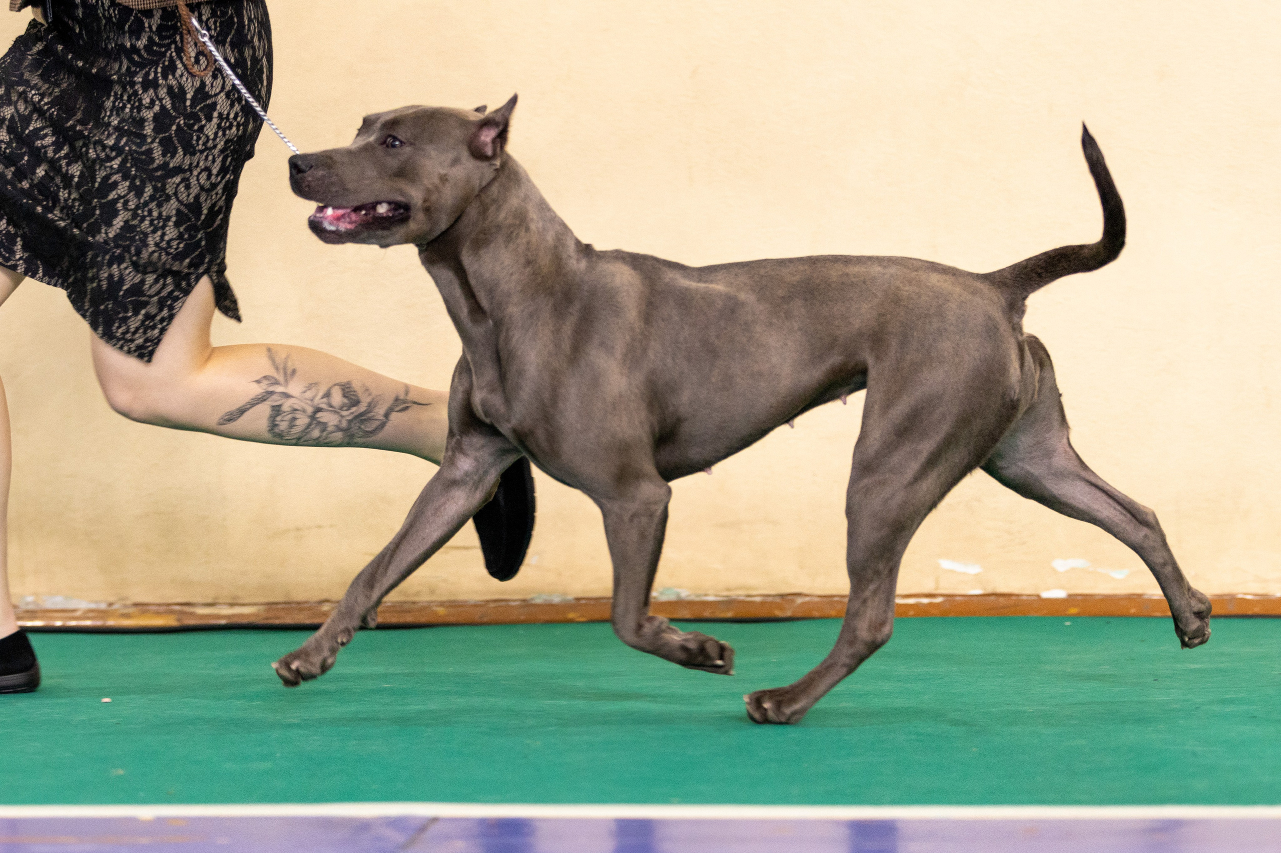 Собаки. Фотограф Яна Матвеева в Ижевске