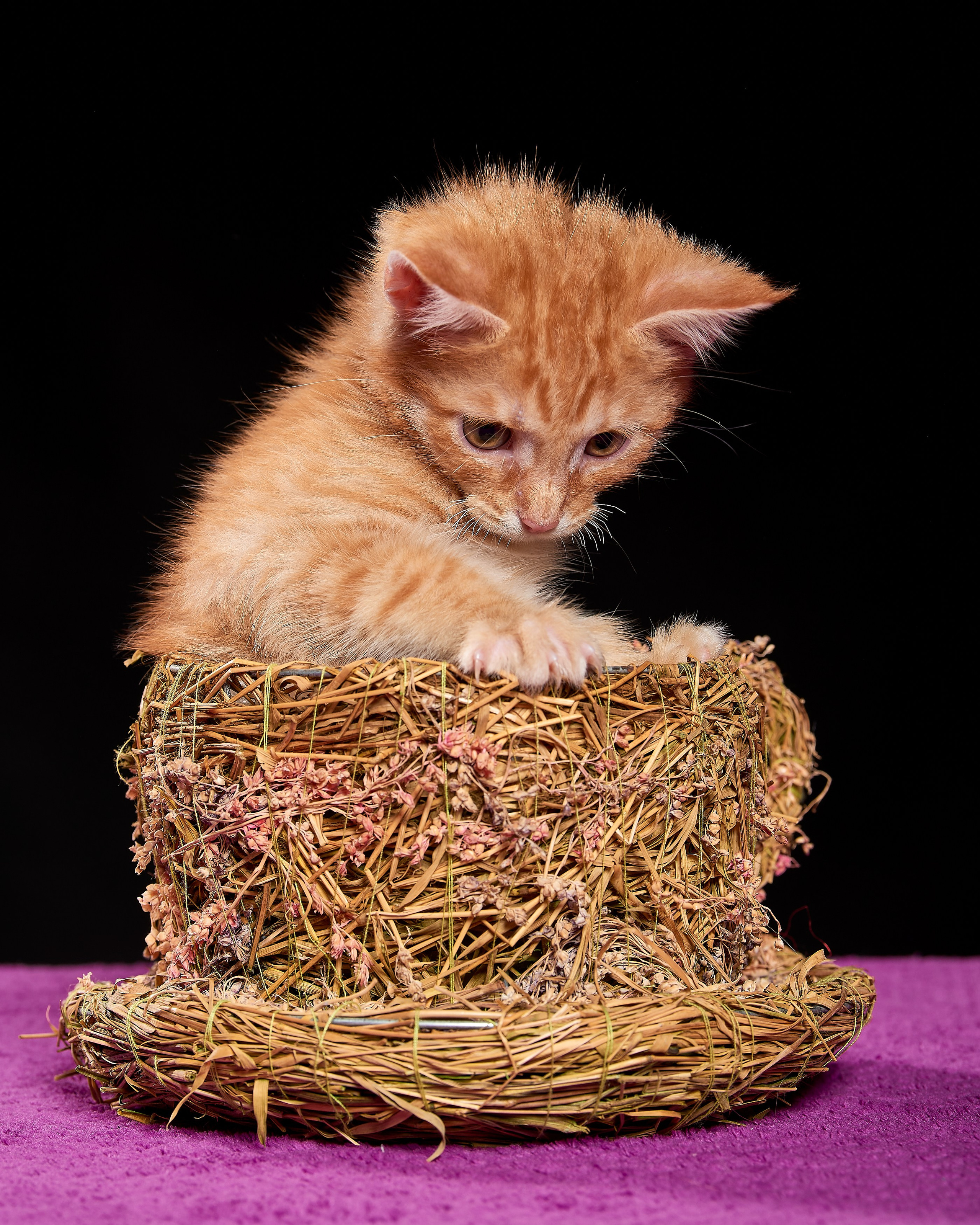 Фотосъемка животных