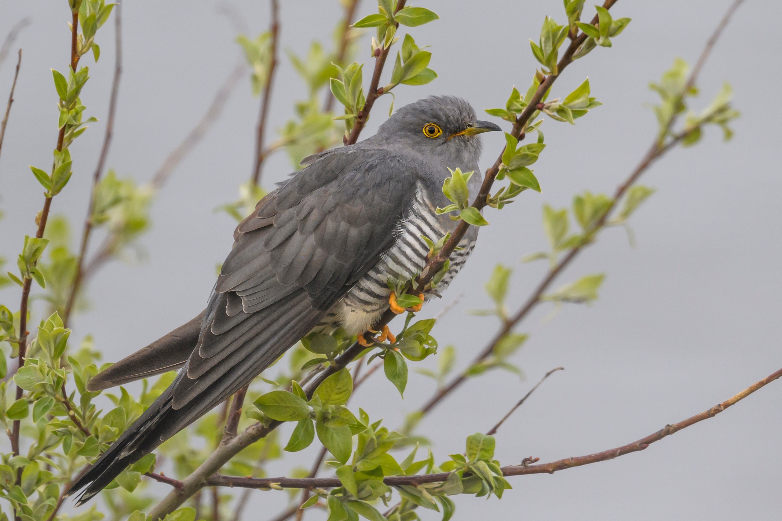 После снегопада. Wildlife photography by Sergey Puponin