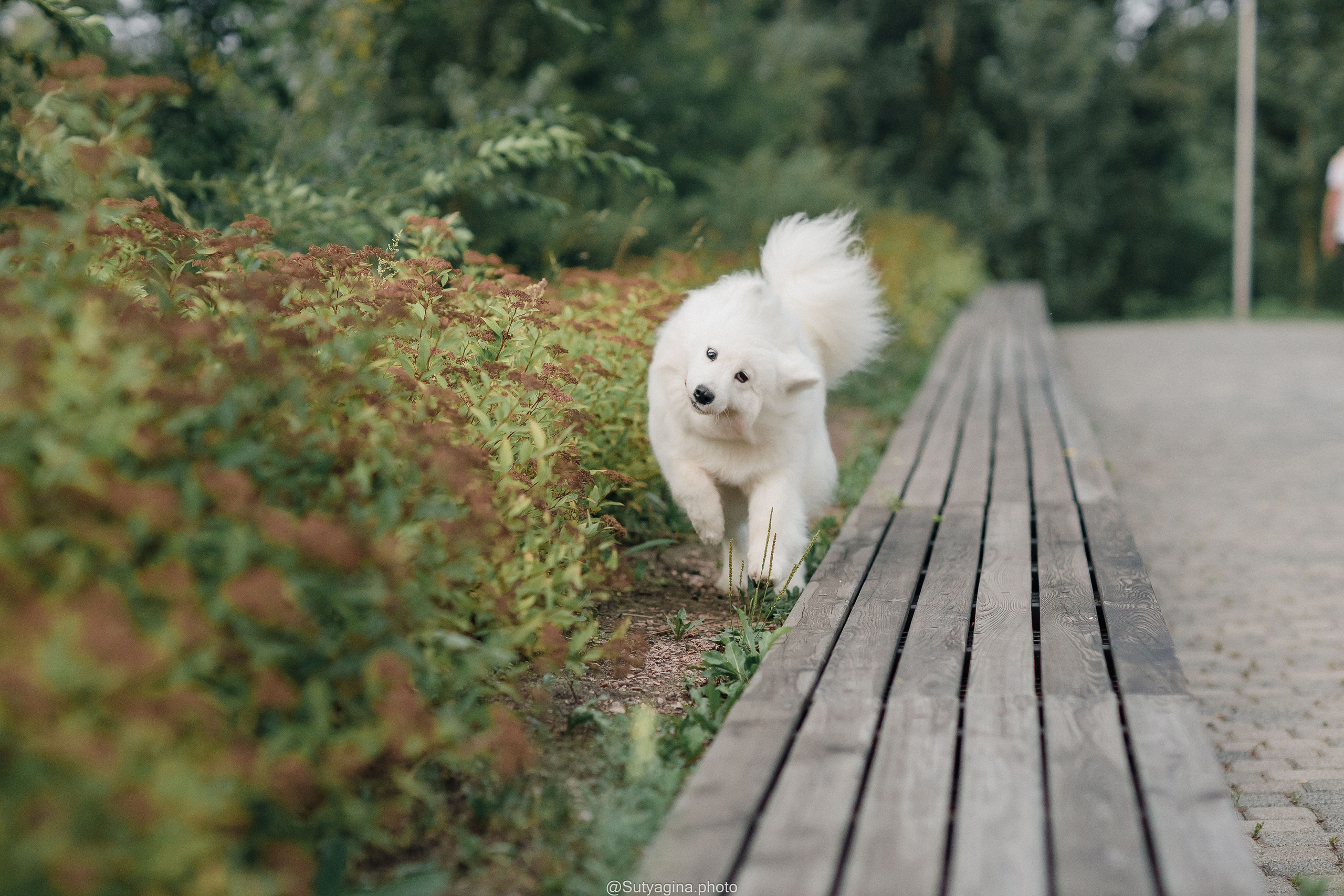 Самоед Рея. Свадебный и женский фотограф