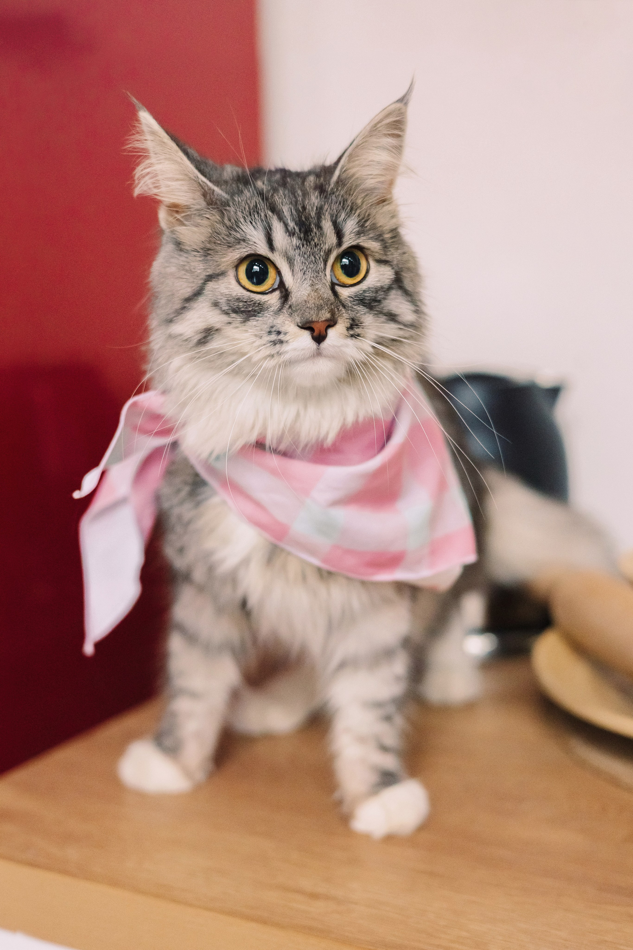 Магазин Friend of mine. Фотограф-анималист Елена Радченко, Москва