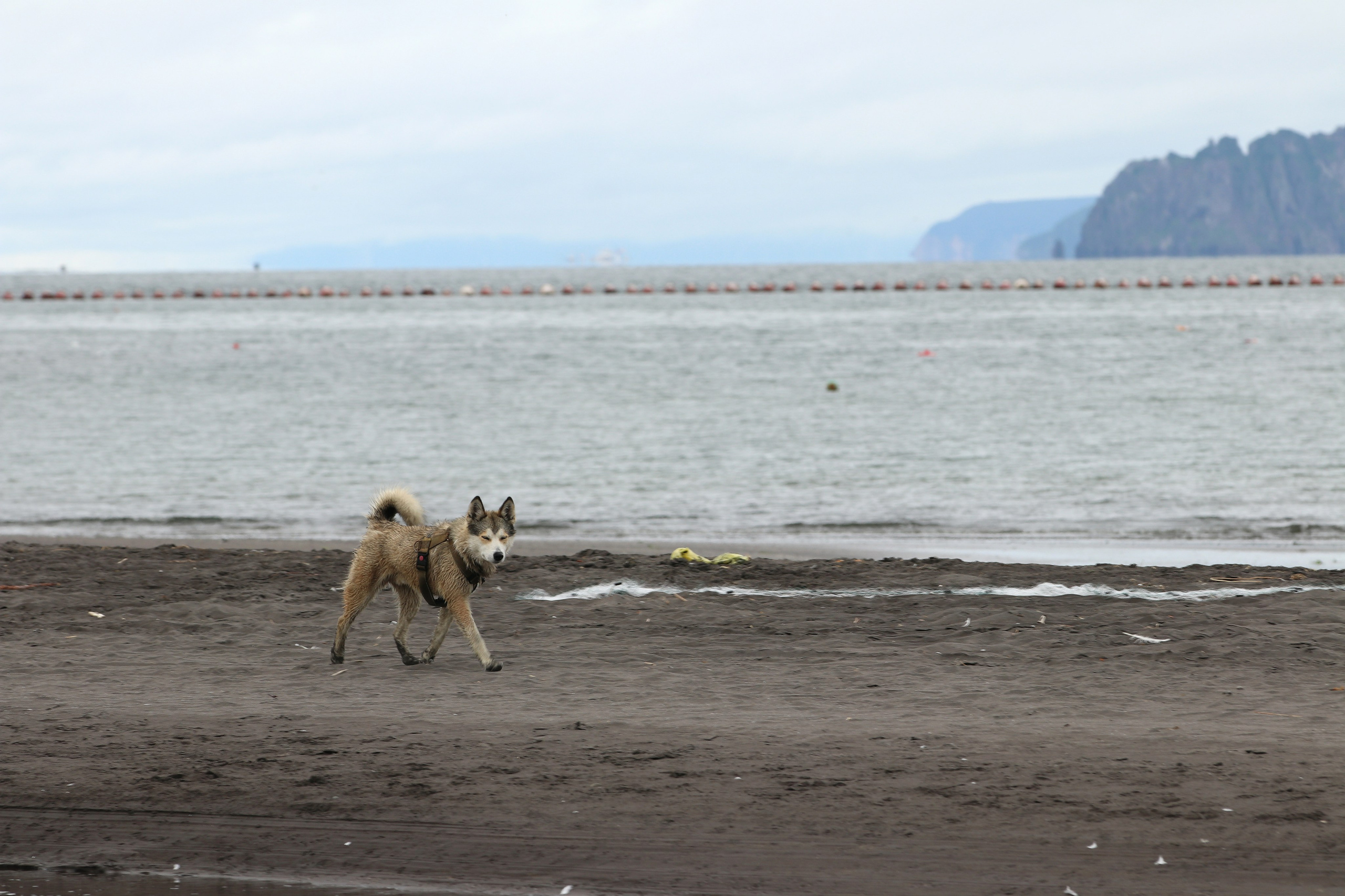 Камчатка и о. Парамушир. Июль 2024. Путешественник-фотограф из Санкт-Петербурга Татьяна Свистулина