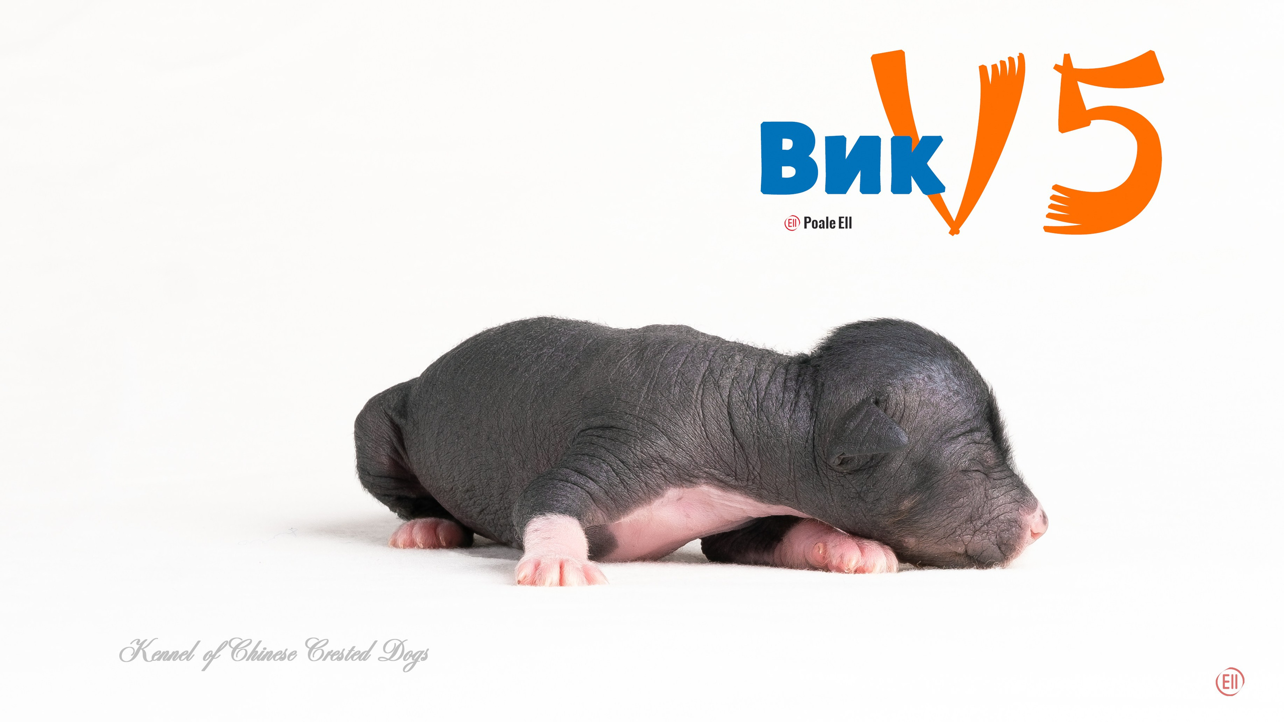 Щенки 3 дня. 21.01.2024. Фотограф в Москве